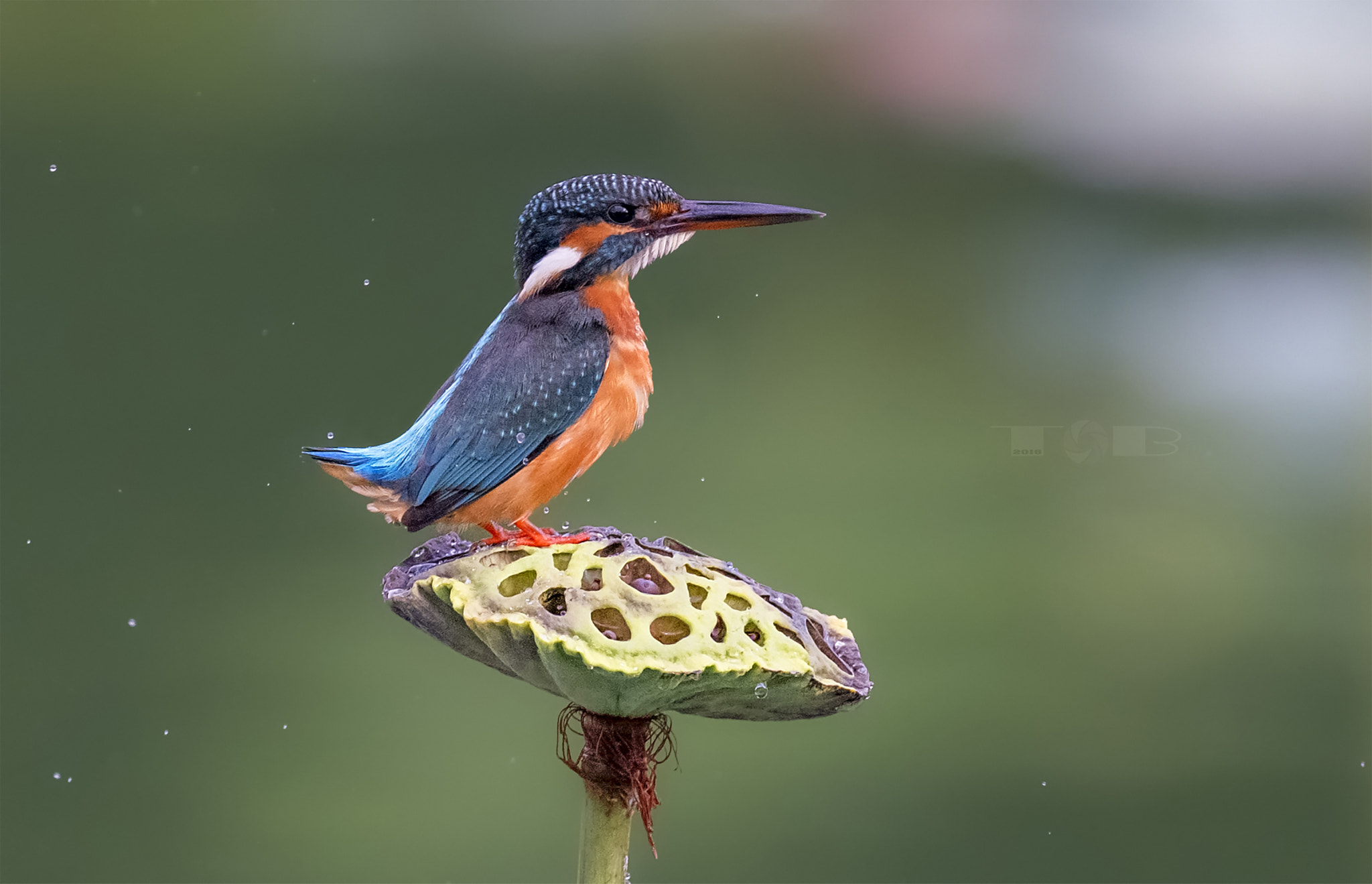 Nikon AF-S Nikkor 600mm F4D ED-IF II sample photo. Kingfisher photography