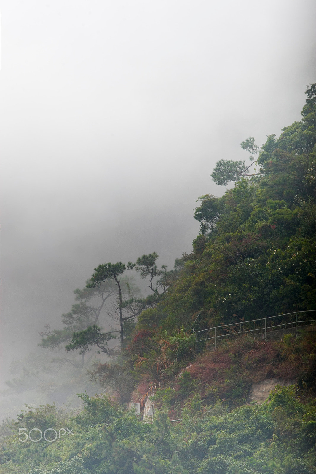 Canon EF 300mm F4L IS USM sample photo. Misty forest photography