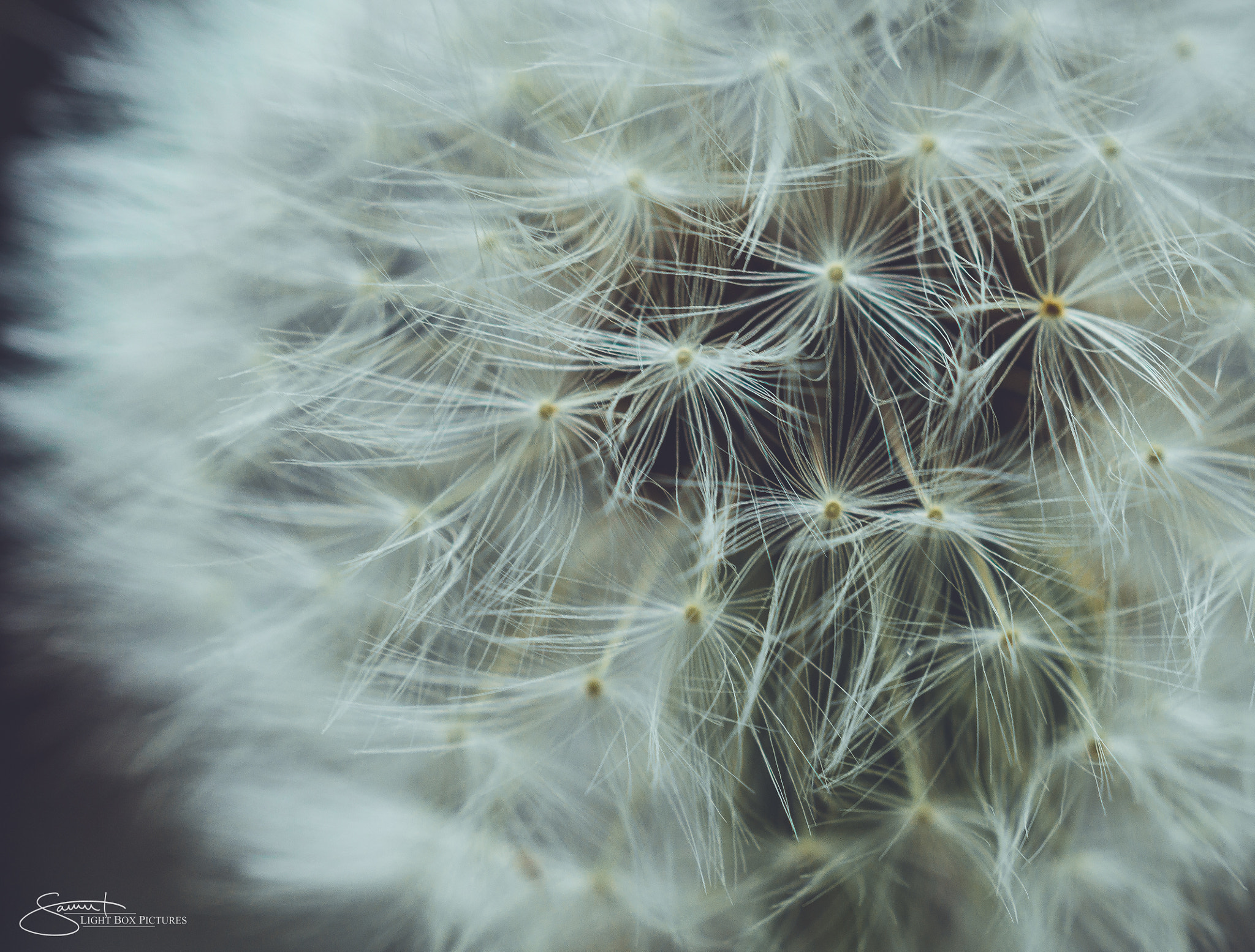 Sony SLT-A58 + MACRO 50mm F2.8 sample photo. Flowerpower i photography