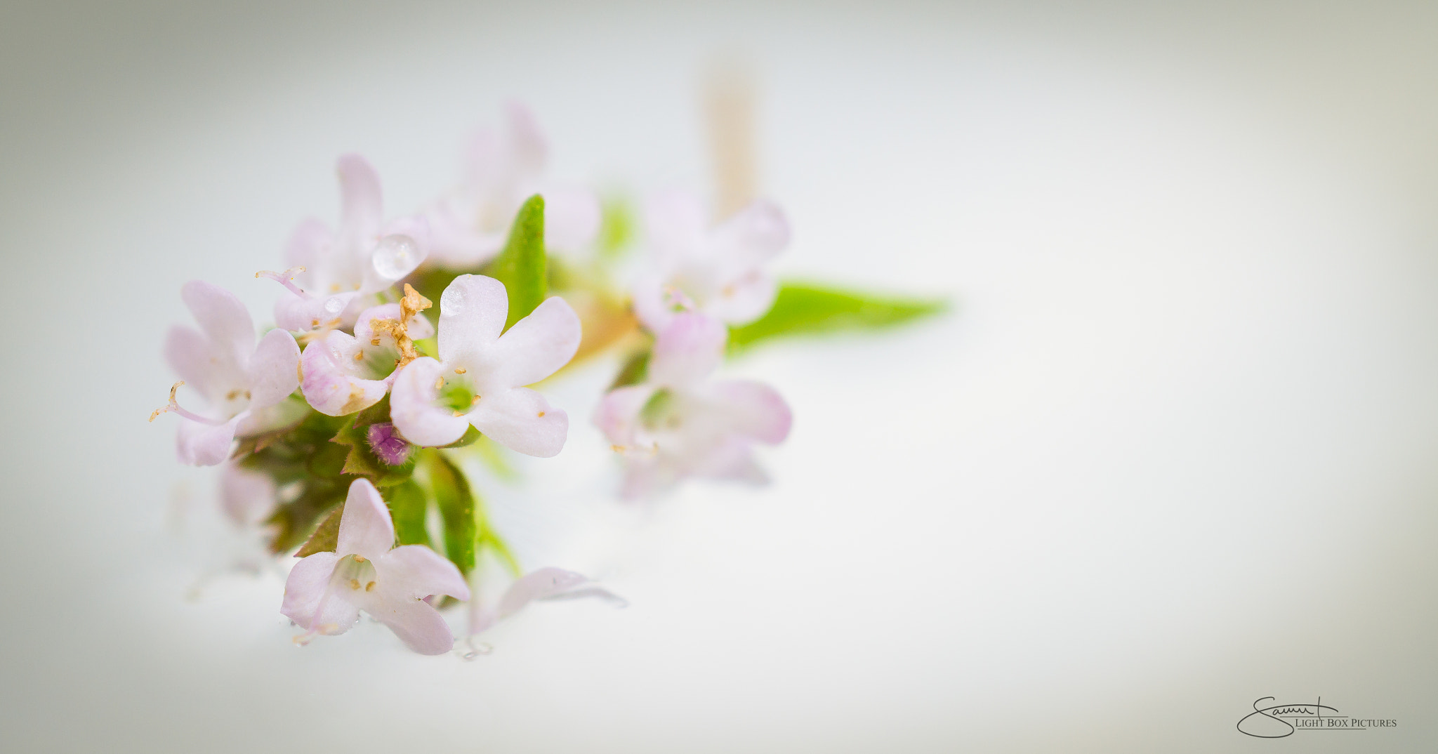 Sony SLT-A58 + MACRO 50mm F2.8 sample photo. Flowerpower ii photography