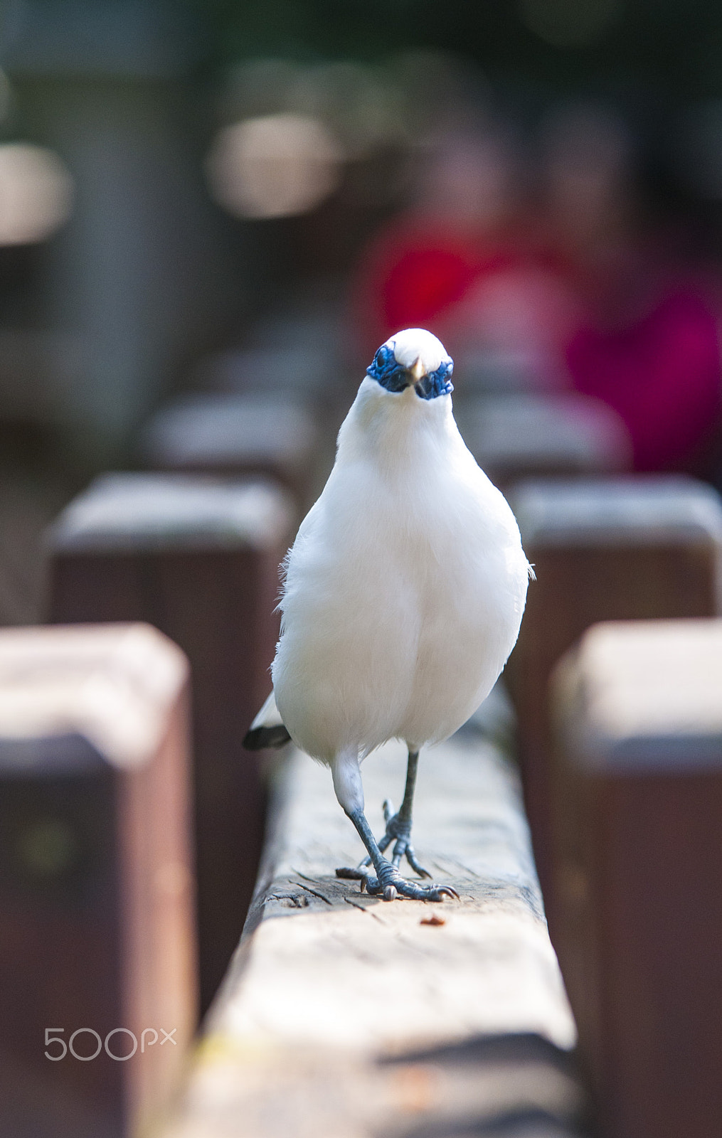 Sigma 70-200mm F2.8 EX DG OS HSM sample photo. Bird walk photography