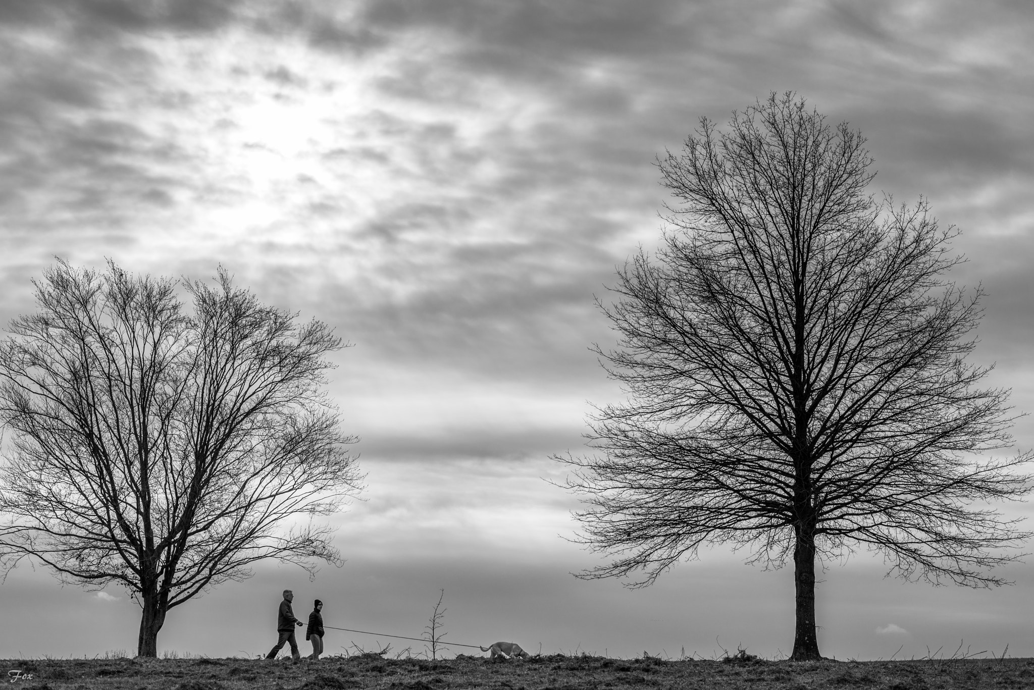 Nikon D750 + Zeiss Milvus 85mm f/1.4 sample photo. Walking the dog photography