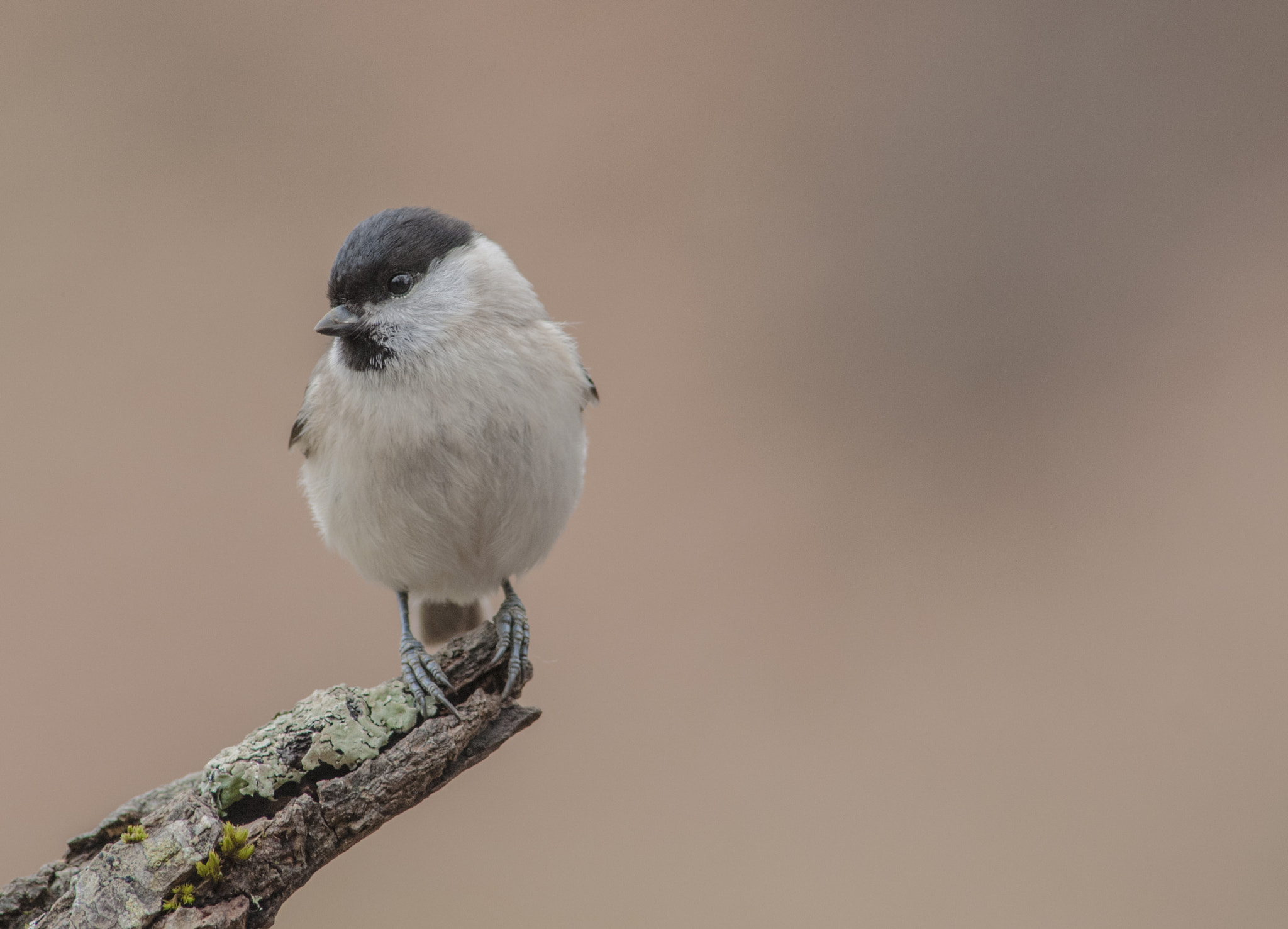 Nikon D300 + AF Nikkor 300mm f/4 IF-ED sample photo. Carbonero palustre photography