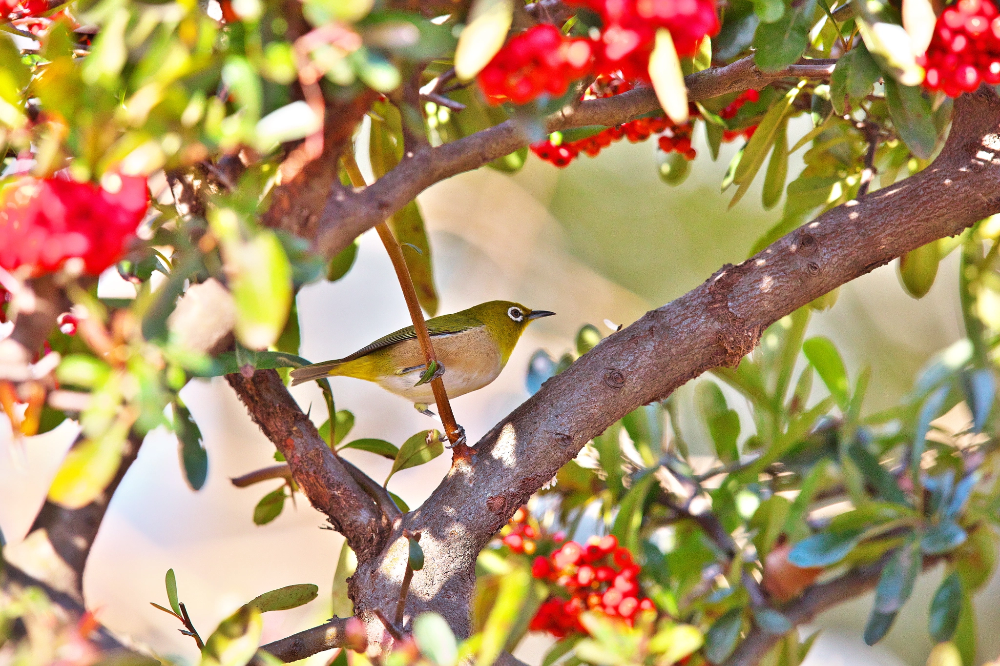 Canon EF 400mm F2.8L IS II USM sample photo. Silver-eye photography