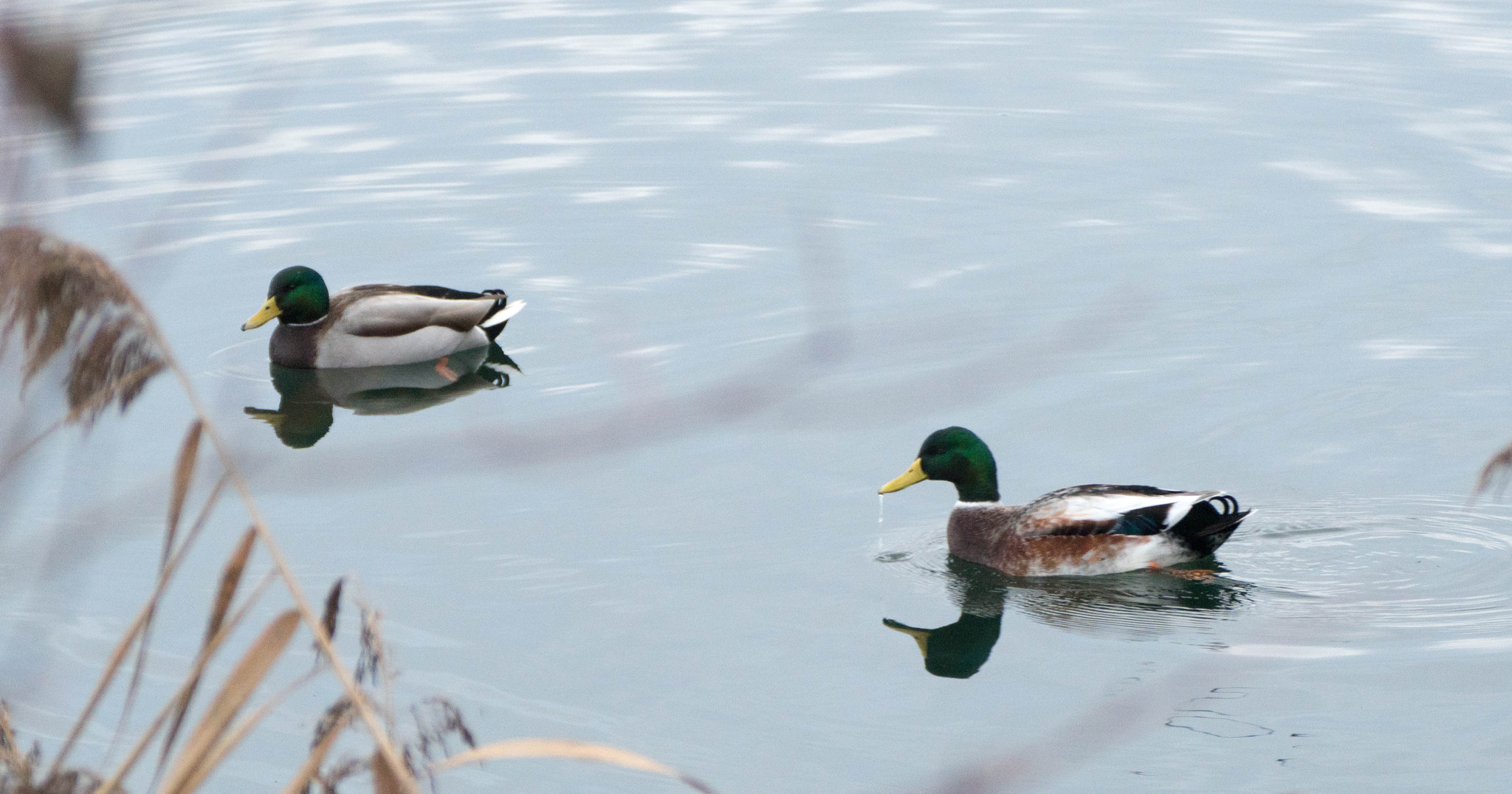 Tamron SP 70-300mm F4-5.6 Di USD sample photo. Duck réflection photography