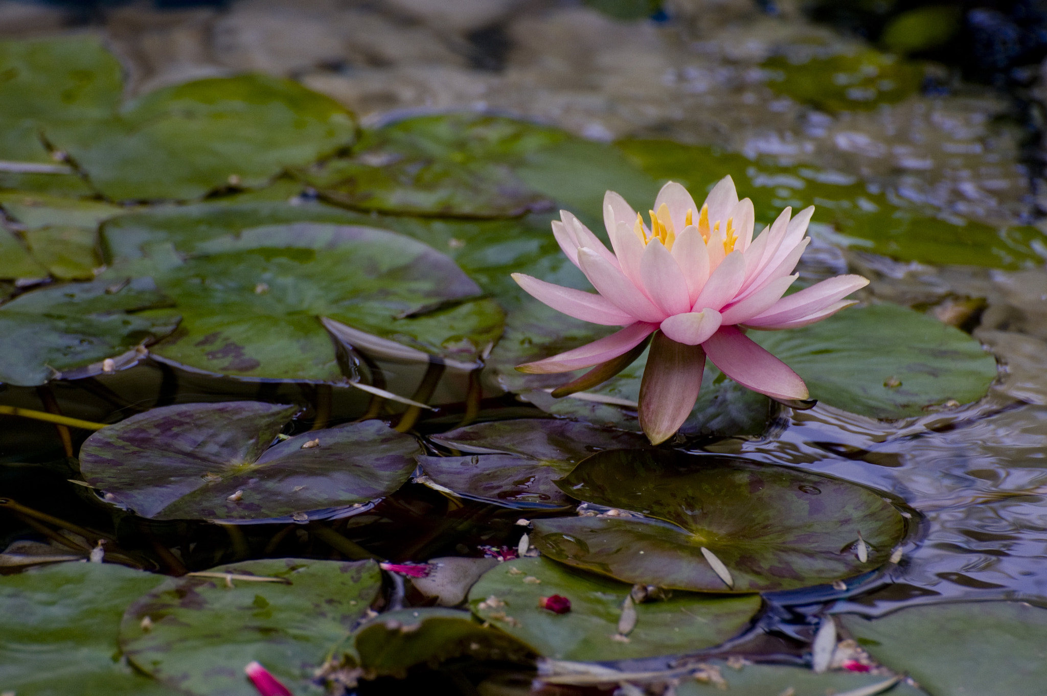 Nikon D50 sample photo. Lotus photography
