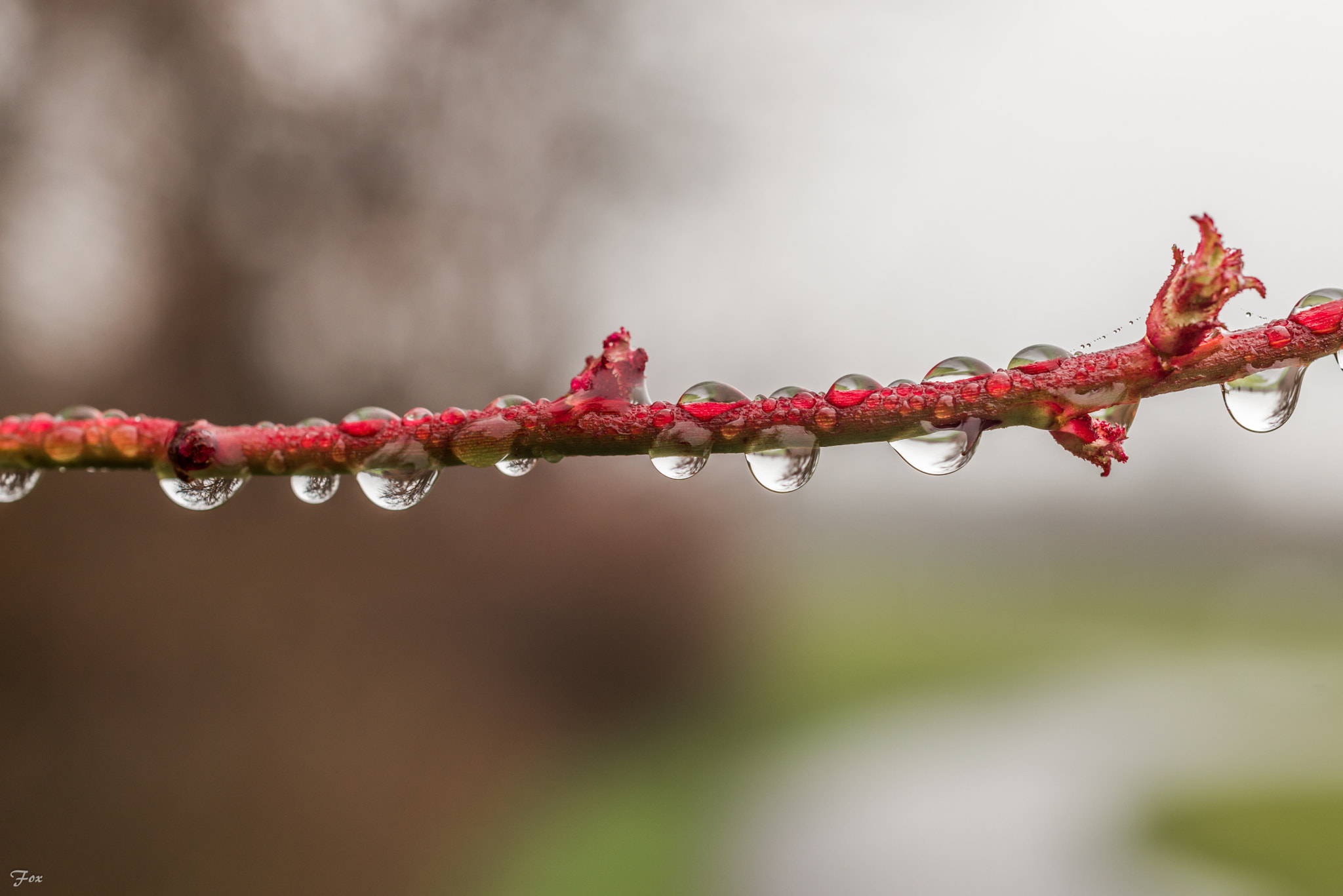 Nikon D750 + ZEISS Milvus 50mm F2 Macro sample photo. Water drops photography