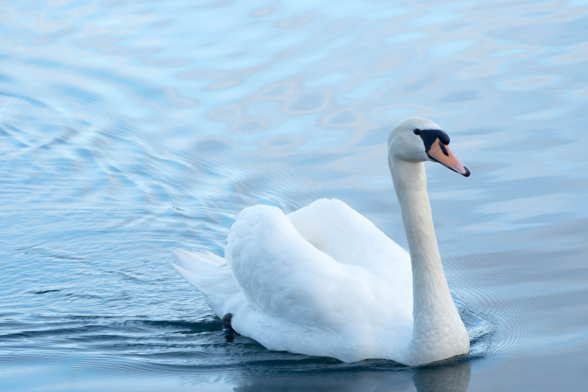 Tamron SP 70-300mm F4-5.6 Di USD sample photo. Majestic swan photography