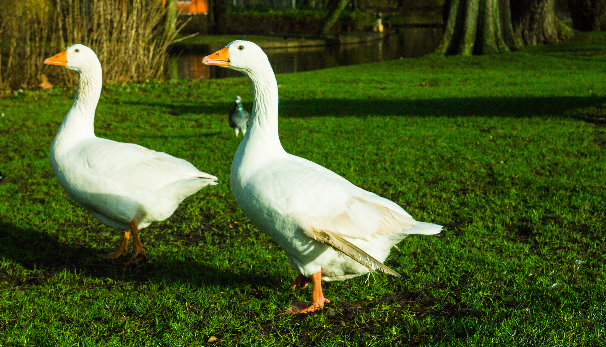 Canon EOS 650D (EOS Rebel T4i / EOS Kiss X6i) sample photo. Goose & ducks photography