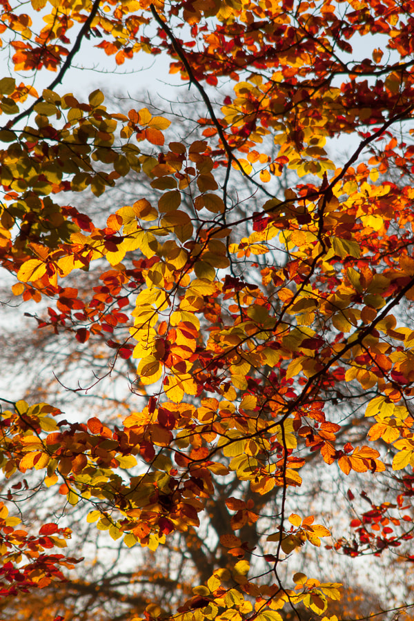 Canon EF 28-105mm F4.0-5.6 USM sample photo. Couleurs d'automne photography