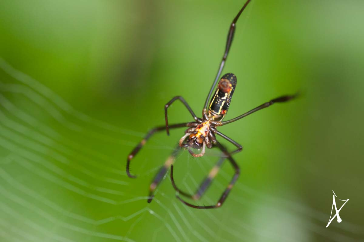 Canon EOS 50D + Sigma 105mm F2.8 EX DG Macro sample photo. Spider photography
