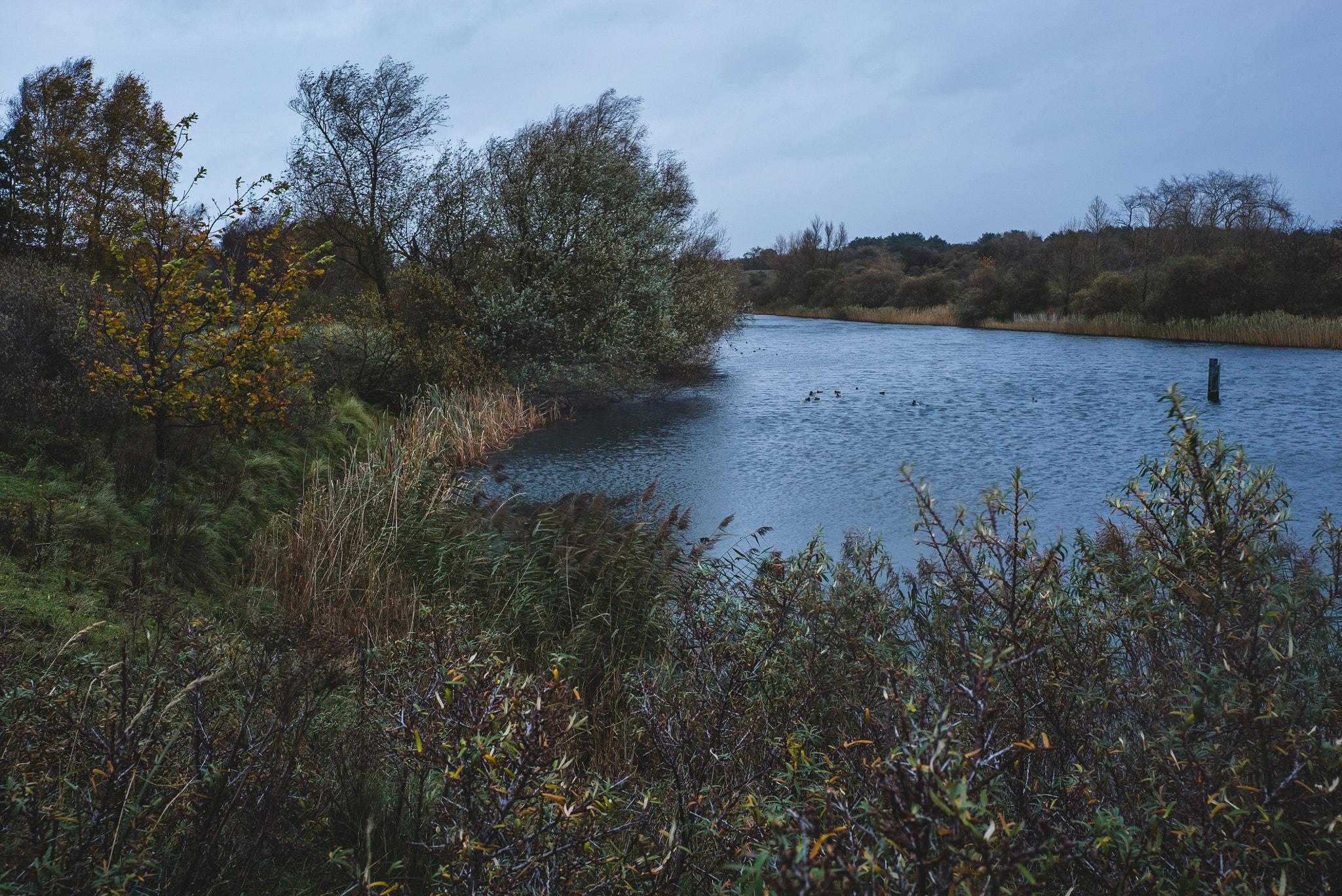 E 35mm F2 sample photo. Nl, panneland - pond photography