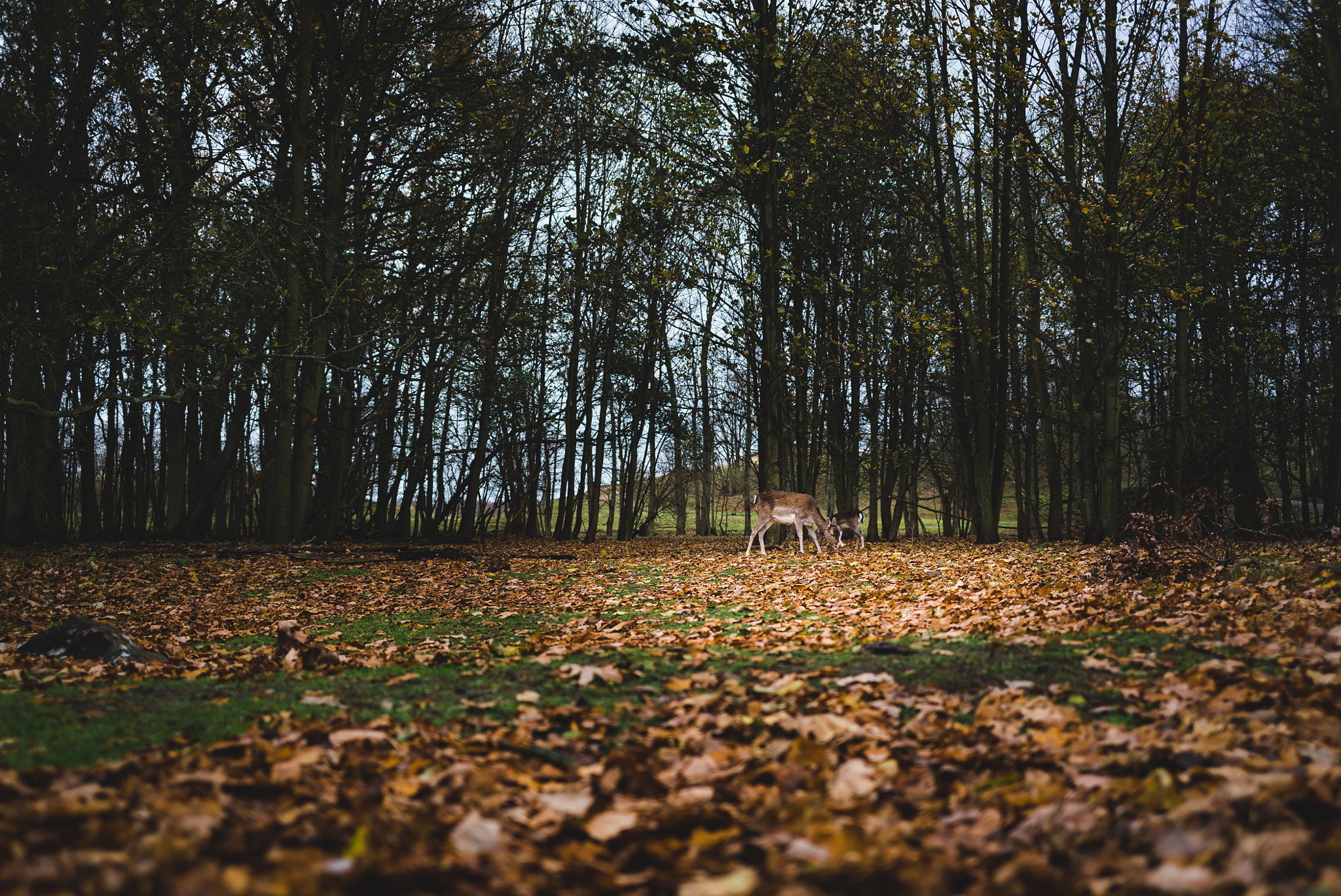 E 35mm F2 sample photo. Nl, panneland - field of leaves and a deer photography