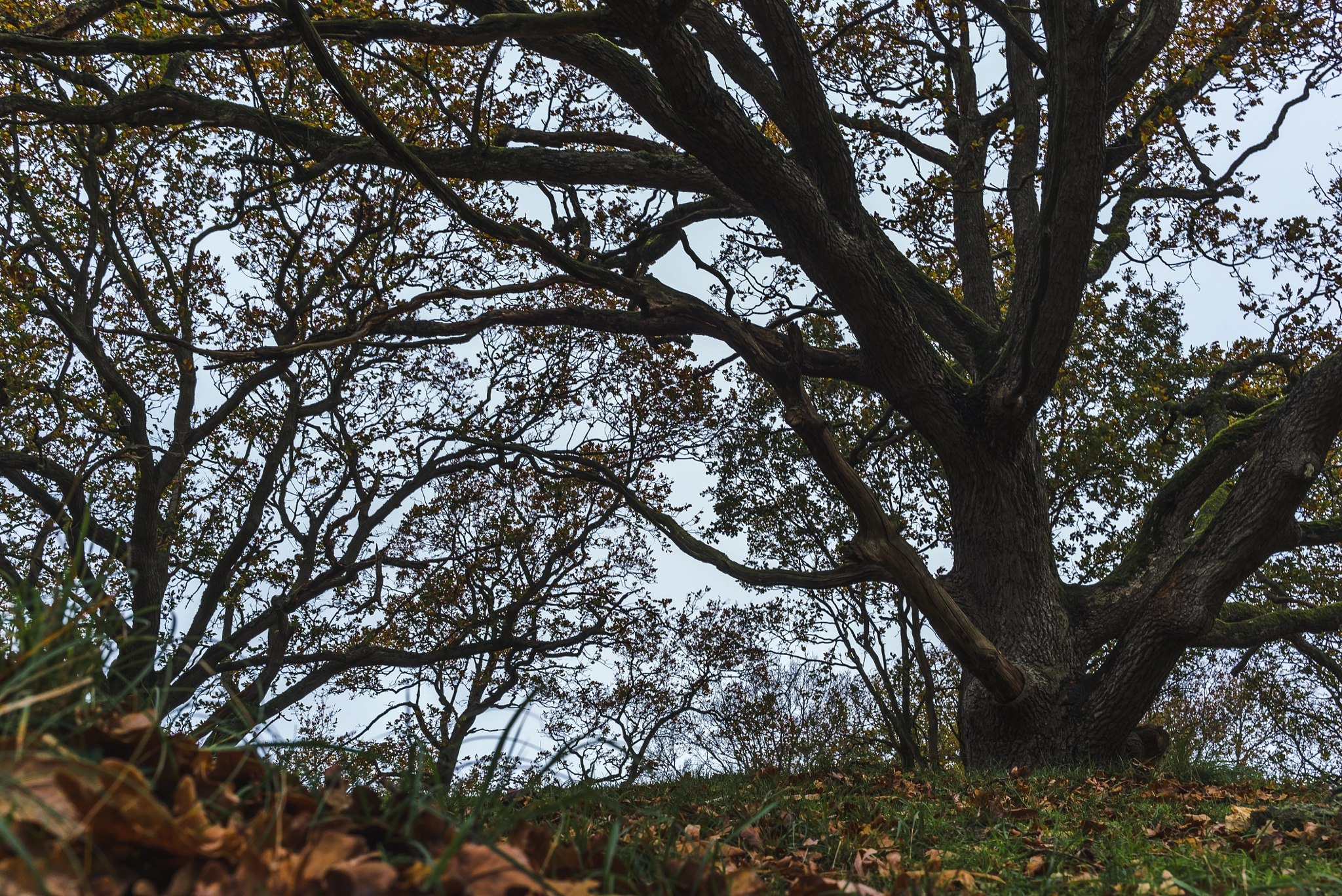 E 35mm F2 sample photo. Nl, panneland - tree photography
