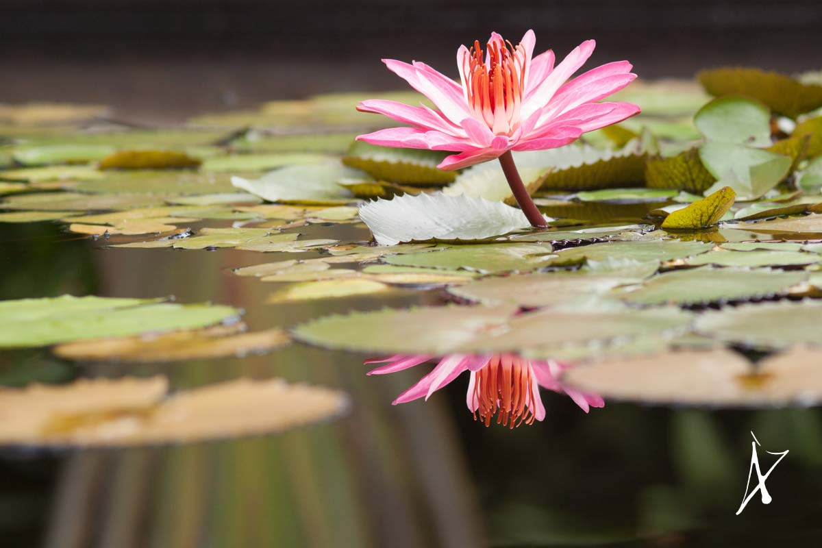 Canon EOS 50D + Sigma 105mm F2.8 EX DG Macro sample photo. Water plant photography