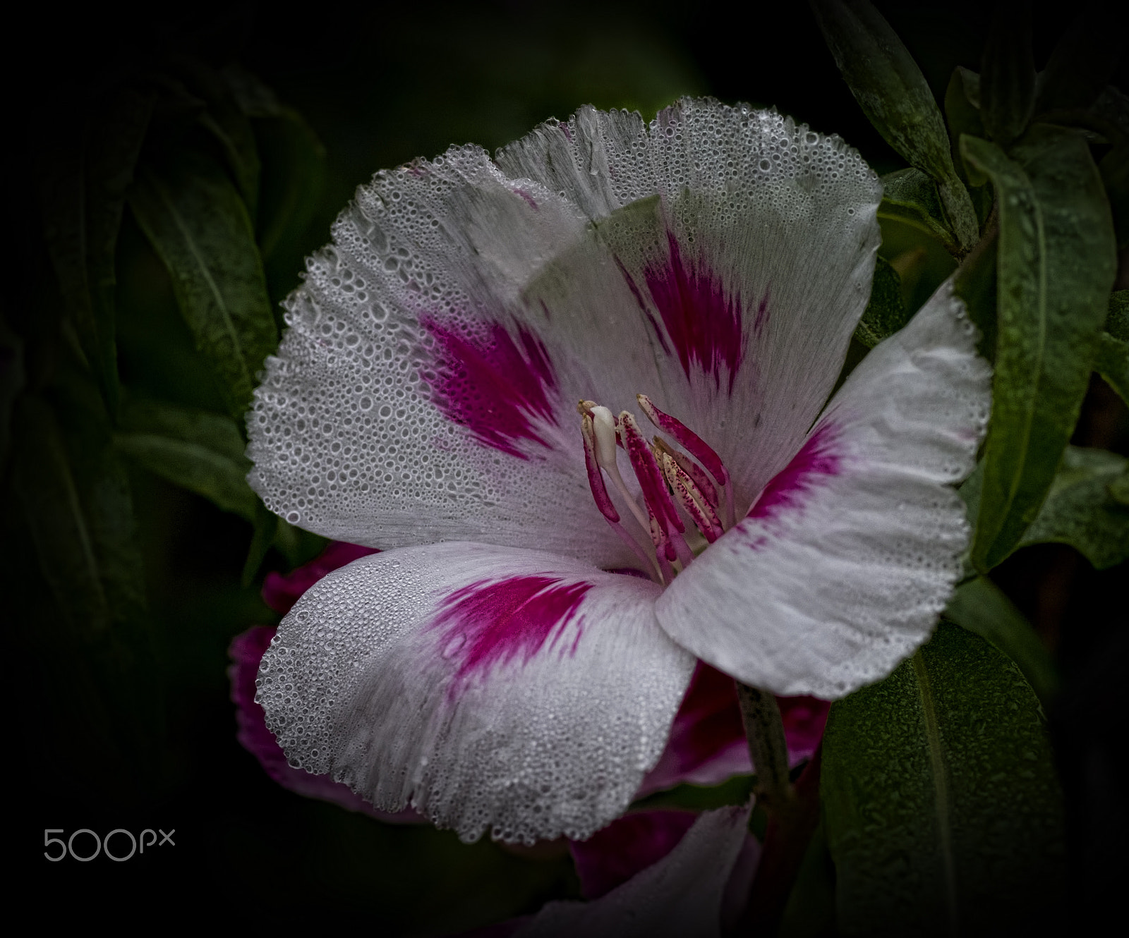 Pentax K-r + Tamron SP AF 90mm F2.8 Di Macro sample photo. Fragility photography