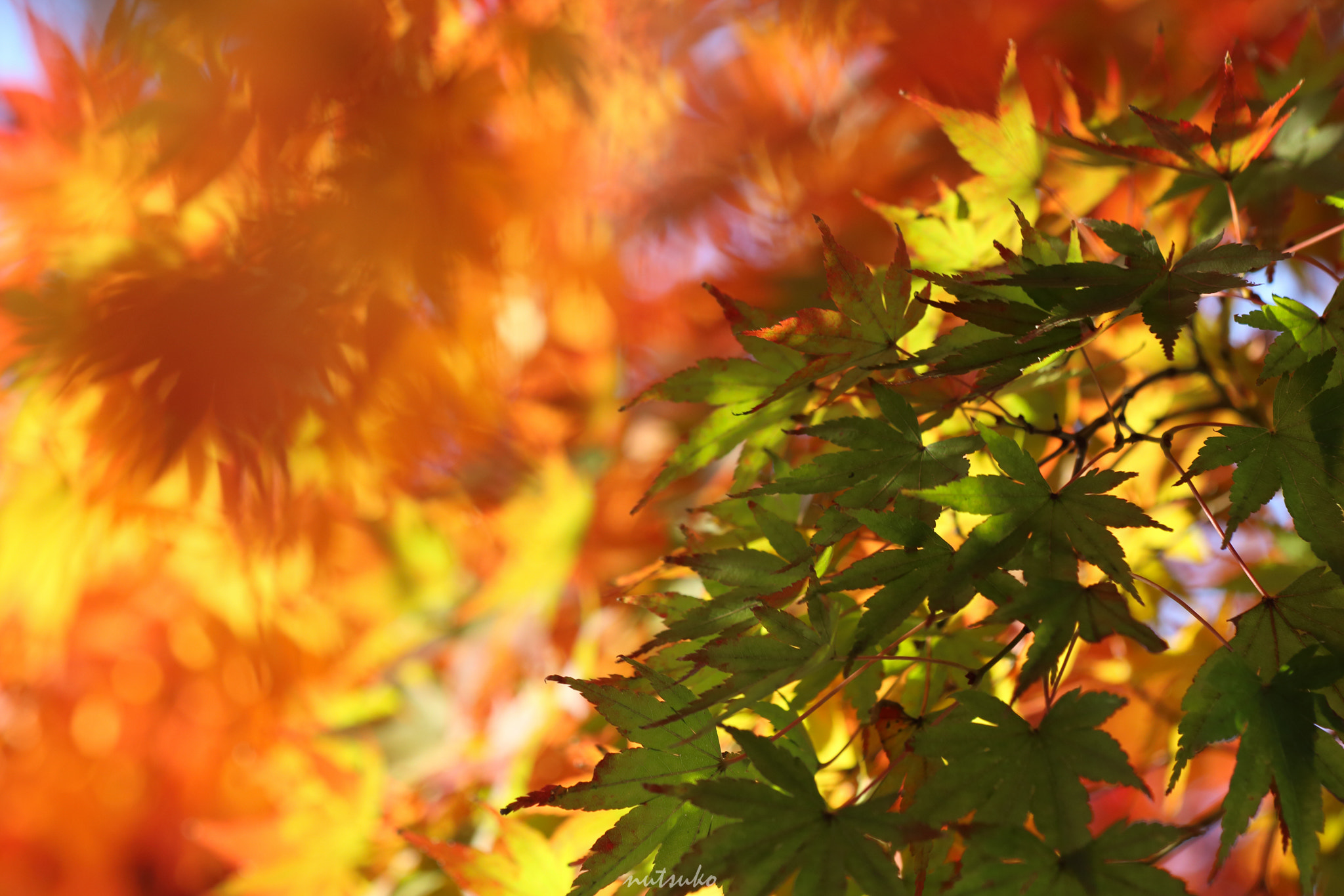 Sigma APO Macro 150mm f/2.8 EX DG HSM sample photo. Colorful autumn photography