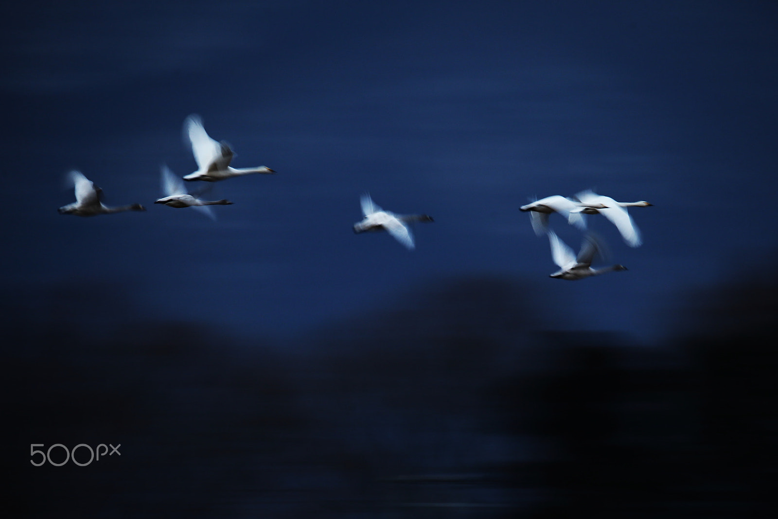 Sigma 150-600mm F5-6.3 DG OS HSM | C sample photo. Fly in azure photography
