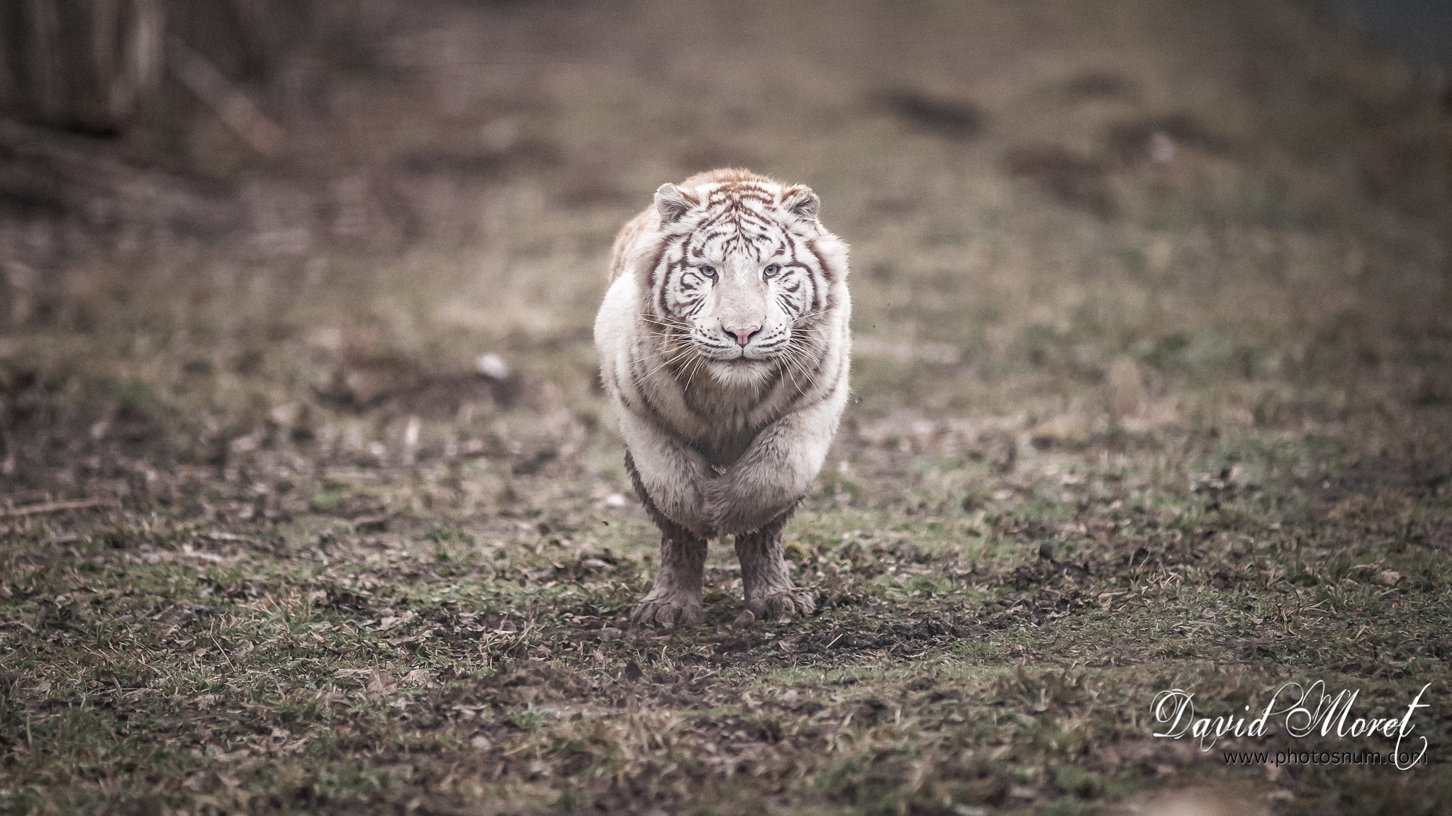 Nikon AF-S Nikkor 300mm F2.8G ED VR II sample photo. Tigre blanc photography