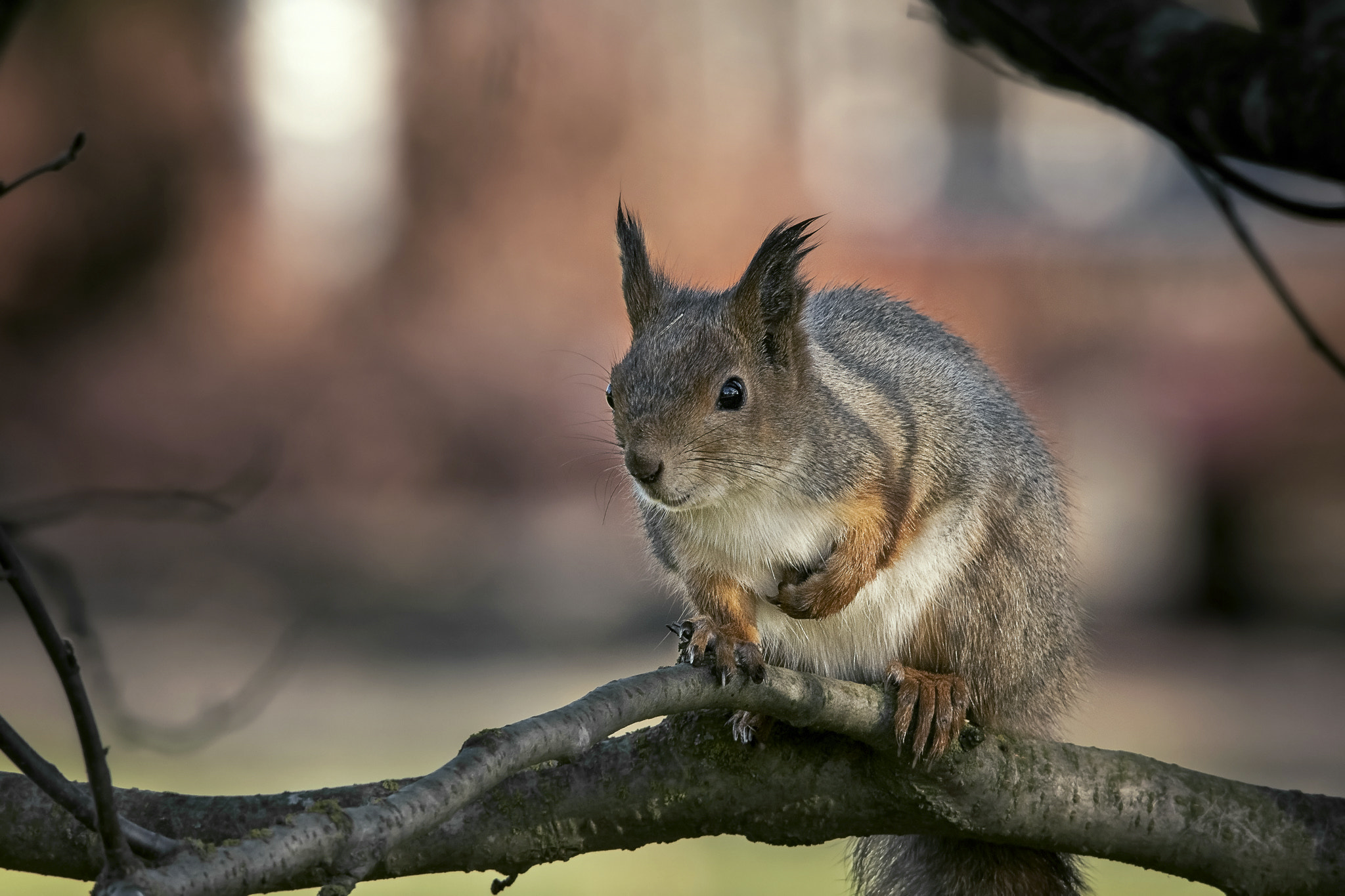 Sigma 150-500mm F5-6.3 DG OS HSM sample photo. Edit photography
