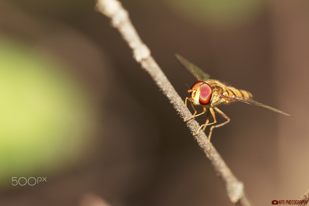 Sigma APO Macro 180mm F2.8 EX DG OS HSM sample photo. Fly photography