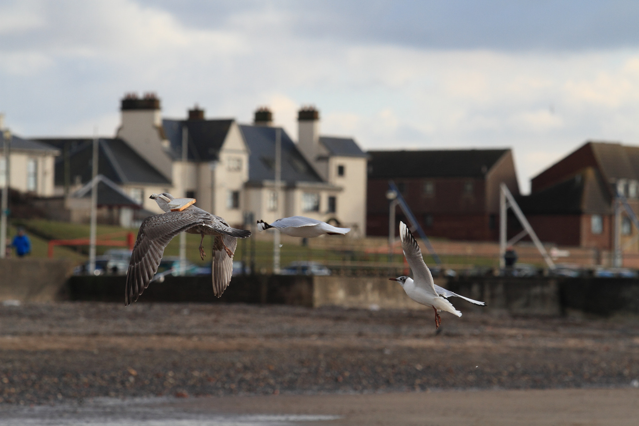 Canon EF 70-200mm F2.8L USM sample photo. Birds photography