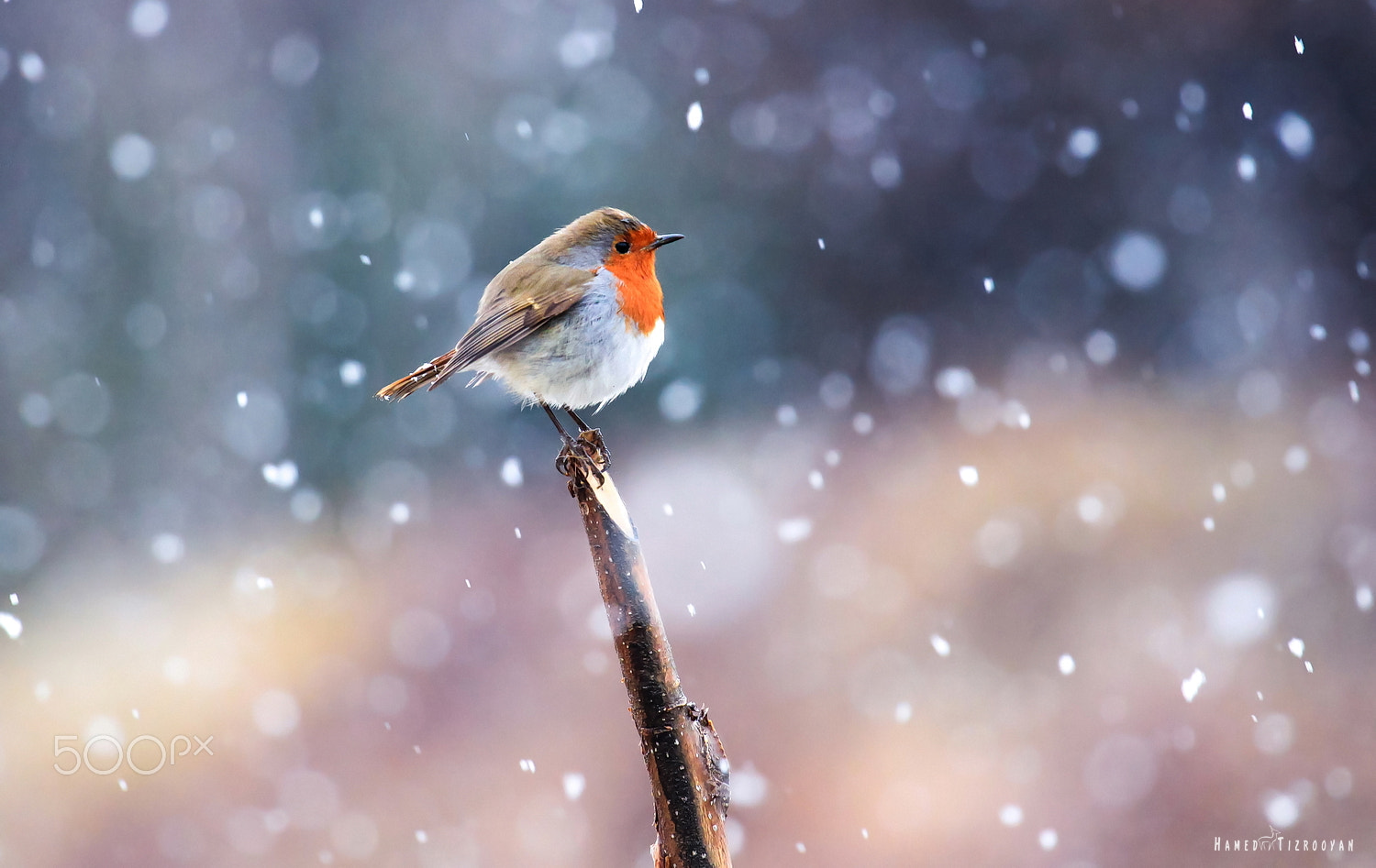 Canon EOS 550D (EOS Rebel T2i / EOS Kiss X4) sample photo. Robin in snow photography