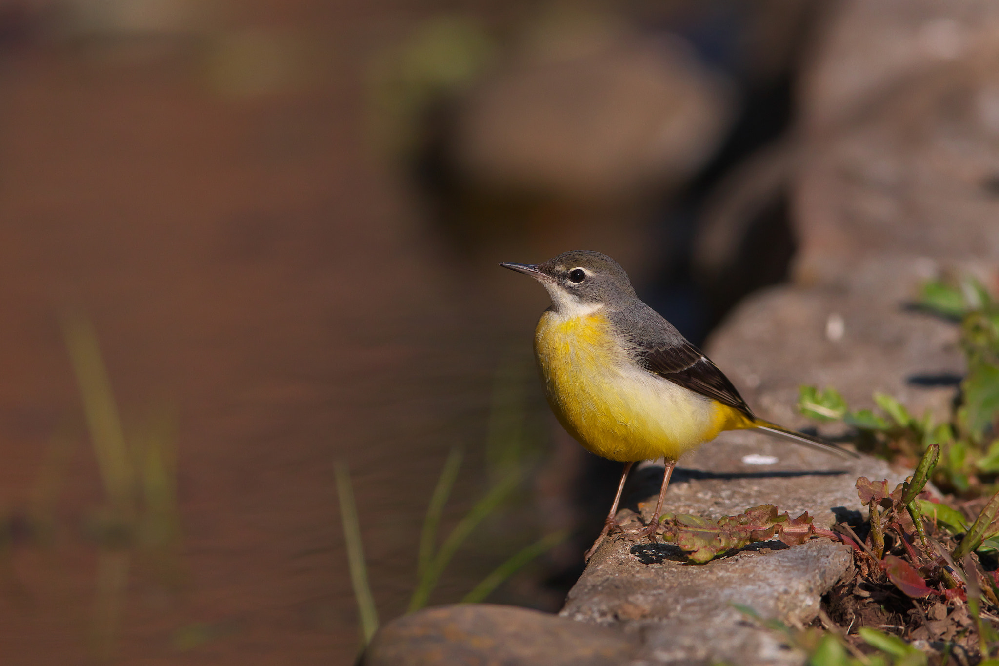 Canon EF 600mm F4L IS II USM sample photo. Gray wagtail photography
