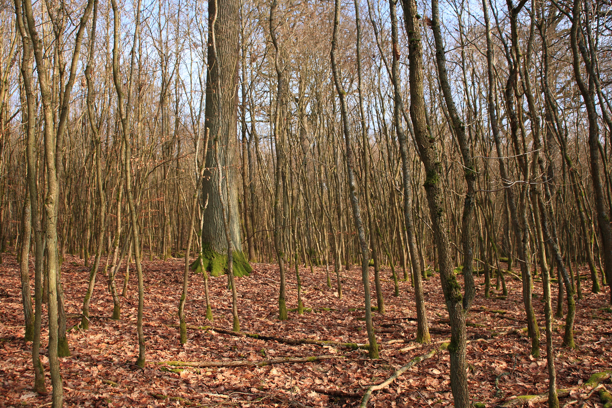 Canon EOS 5D + Canon EF 20-35mm F3.5-4.5 USM sample photo. Oak trees photography