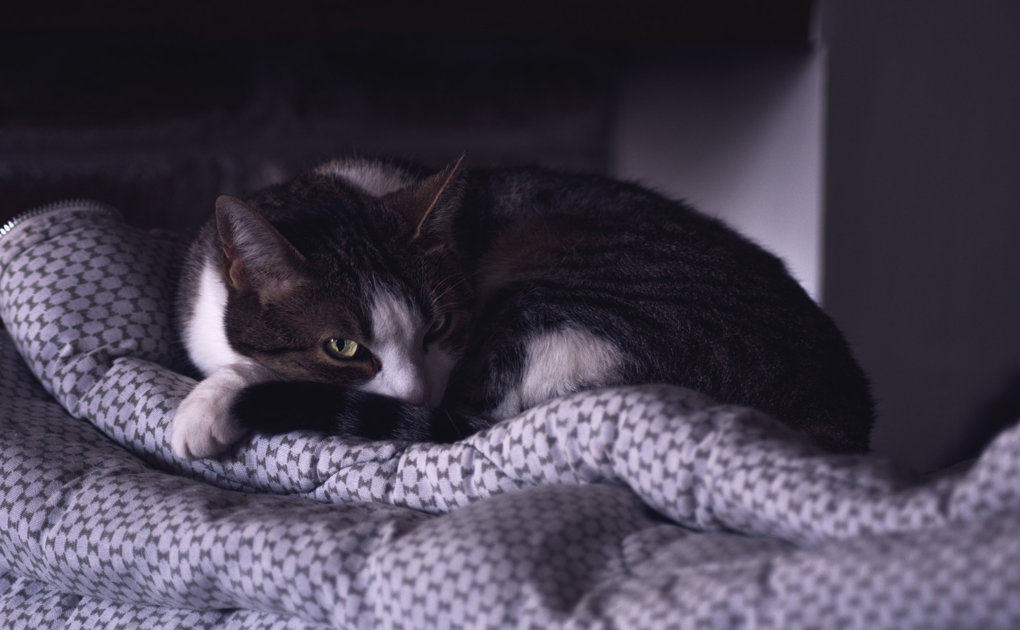 Tamron AF 70-300mm F4-5.6 Di LD Macro sample photo. Cat relax photography