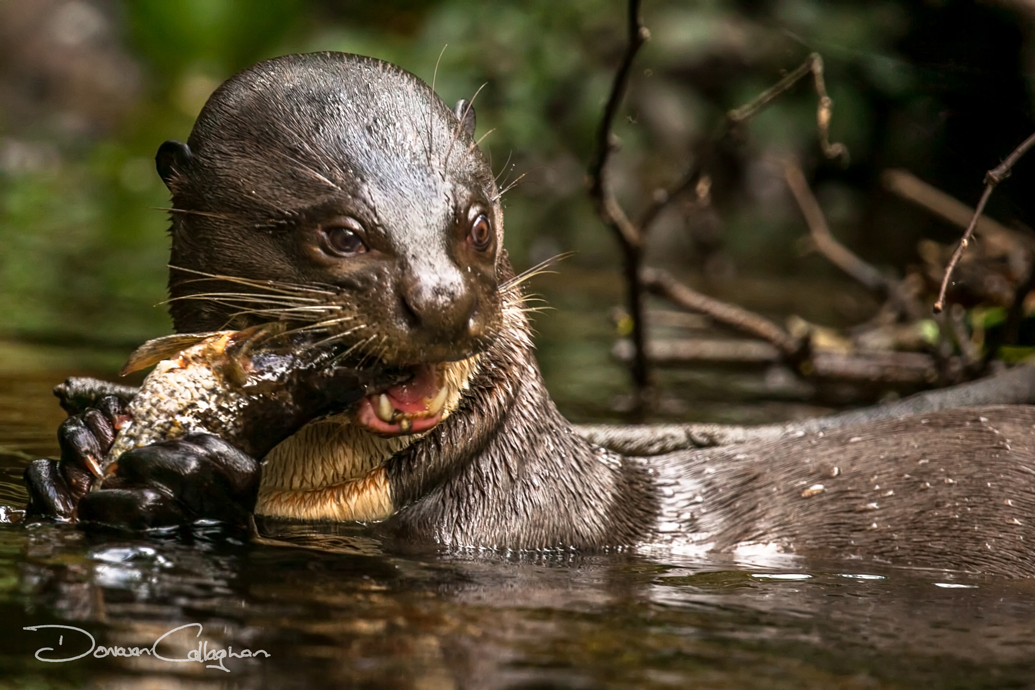 Canon EF 100-400mm F4.5-5.6L IS II USM sample photo. Otter eating fish napo ecuador photography