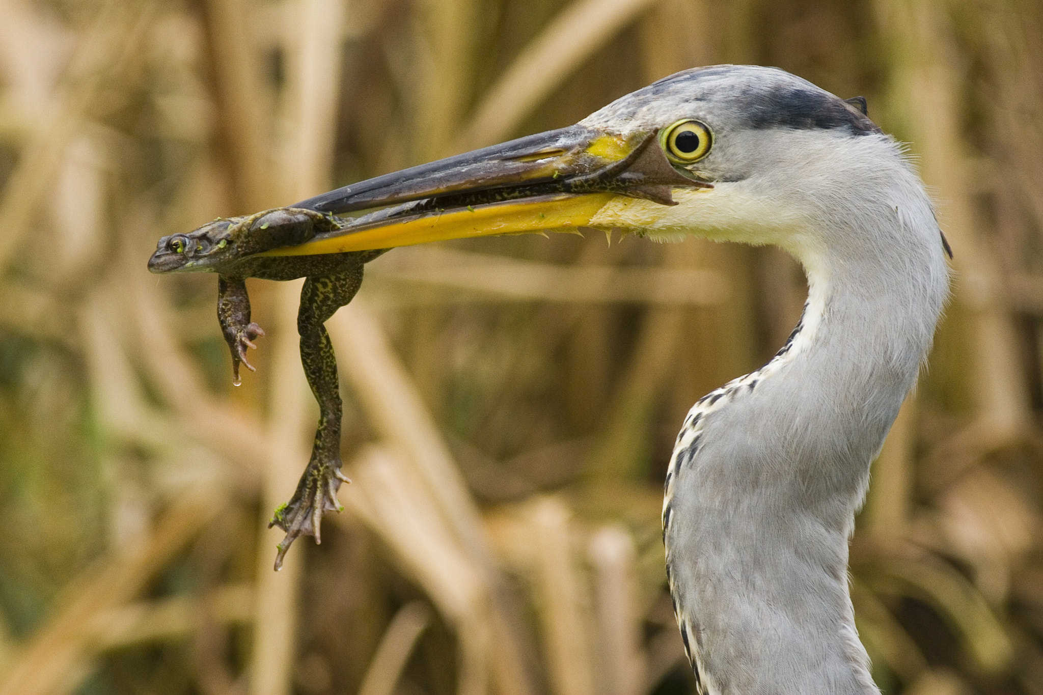 Canon EOS 30D + Canon EF 400mm F5.6L USM sample photo. Grey heron enjoying a common brown frog photography