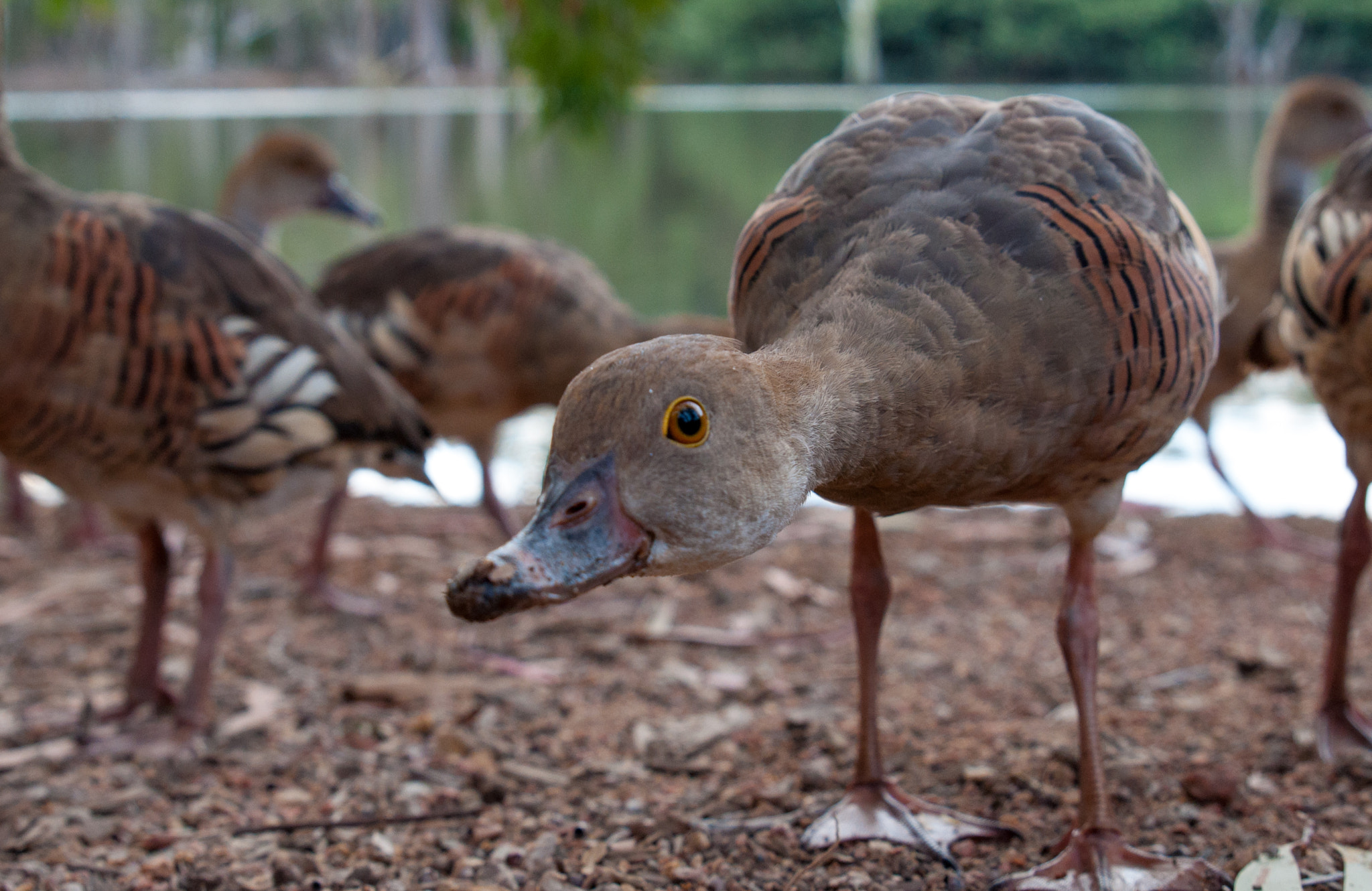 Tamron SP 24-70mm F2.8 Di VC USD sample photo. Bruce the duck photography