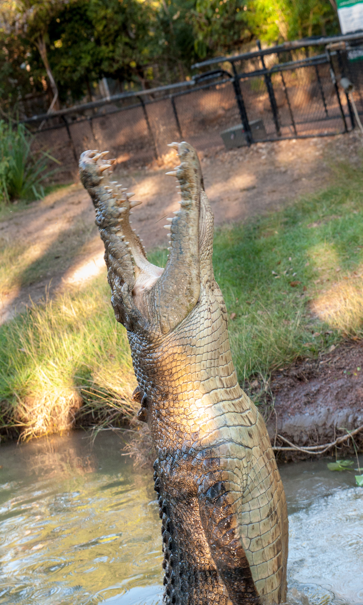 Tamron SP 24-70mm F2.8 Di VC USD sample photo. Jumping croc photography