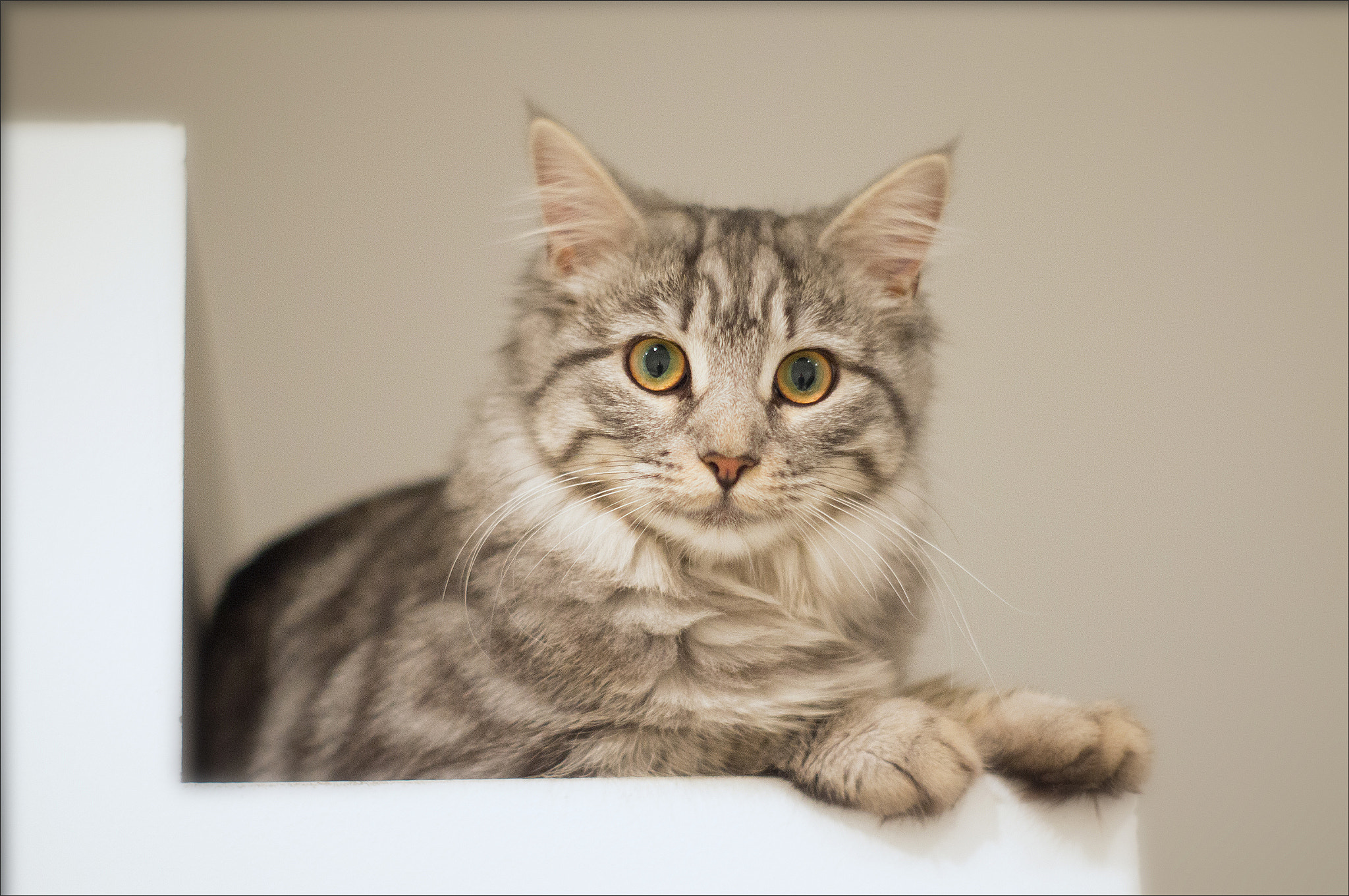 Sony Alpha DSLR-A580 + Minolta AF 50mm F1.7 sample photo. Curious cat photography