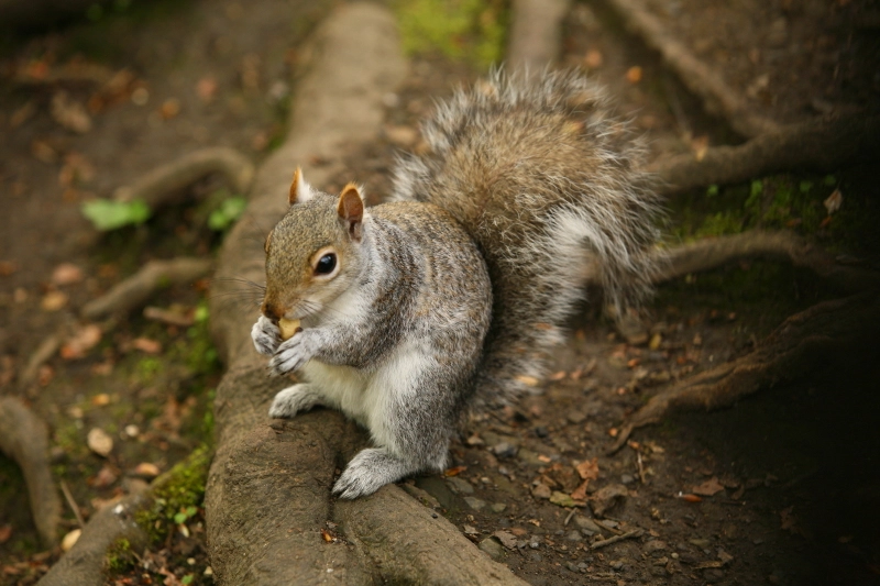 Canon EF 70-200mm F2.8L USM sample photo. Nutty photography