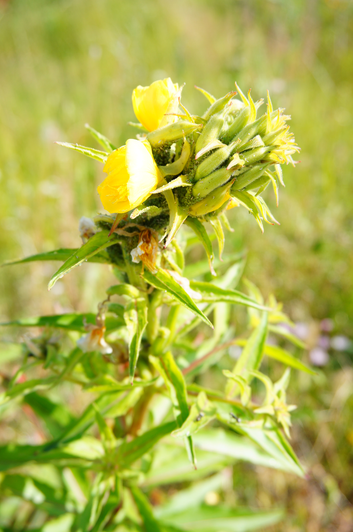 Sony Alpha NEX-5N + Sony E 18-50mm F4-5.6 sample photo. Yellow flower photography