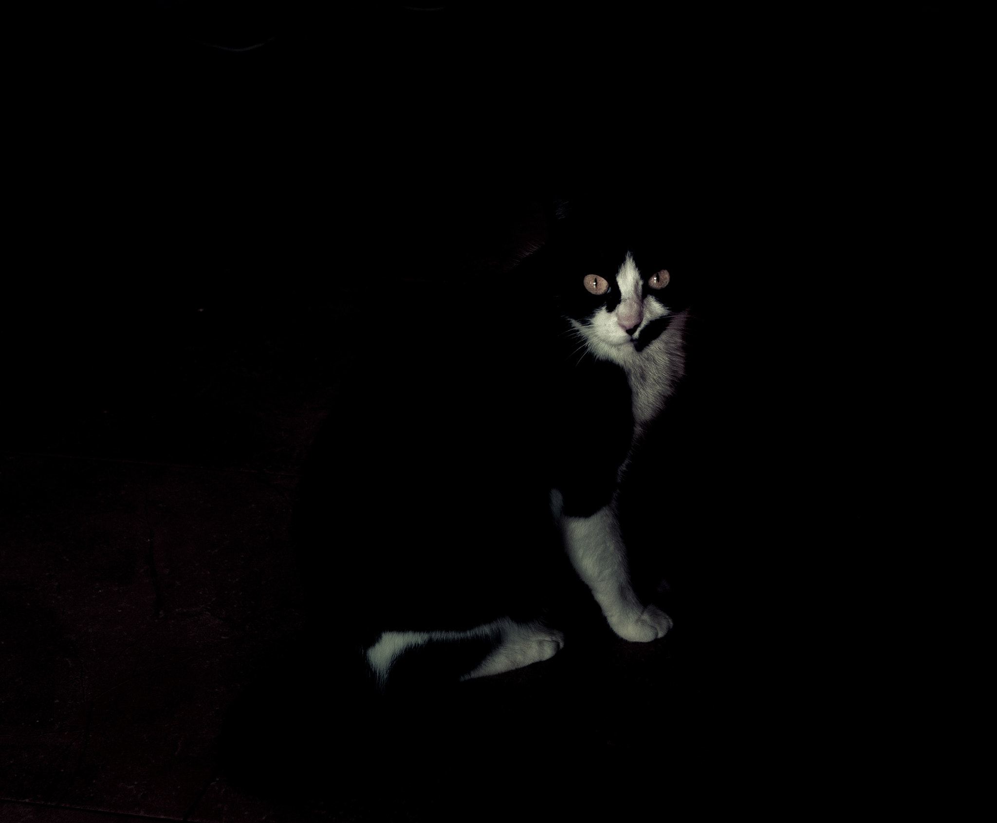 Pentax K-3 sample photo. Gato, negro sobre blanco, estudio de la luz photography