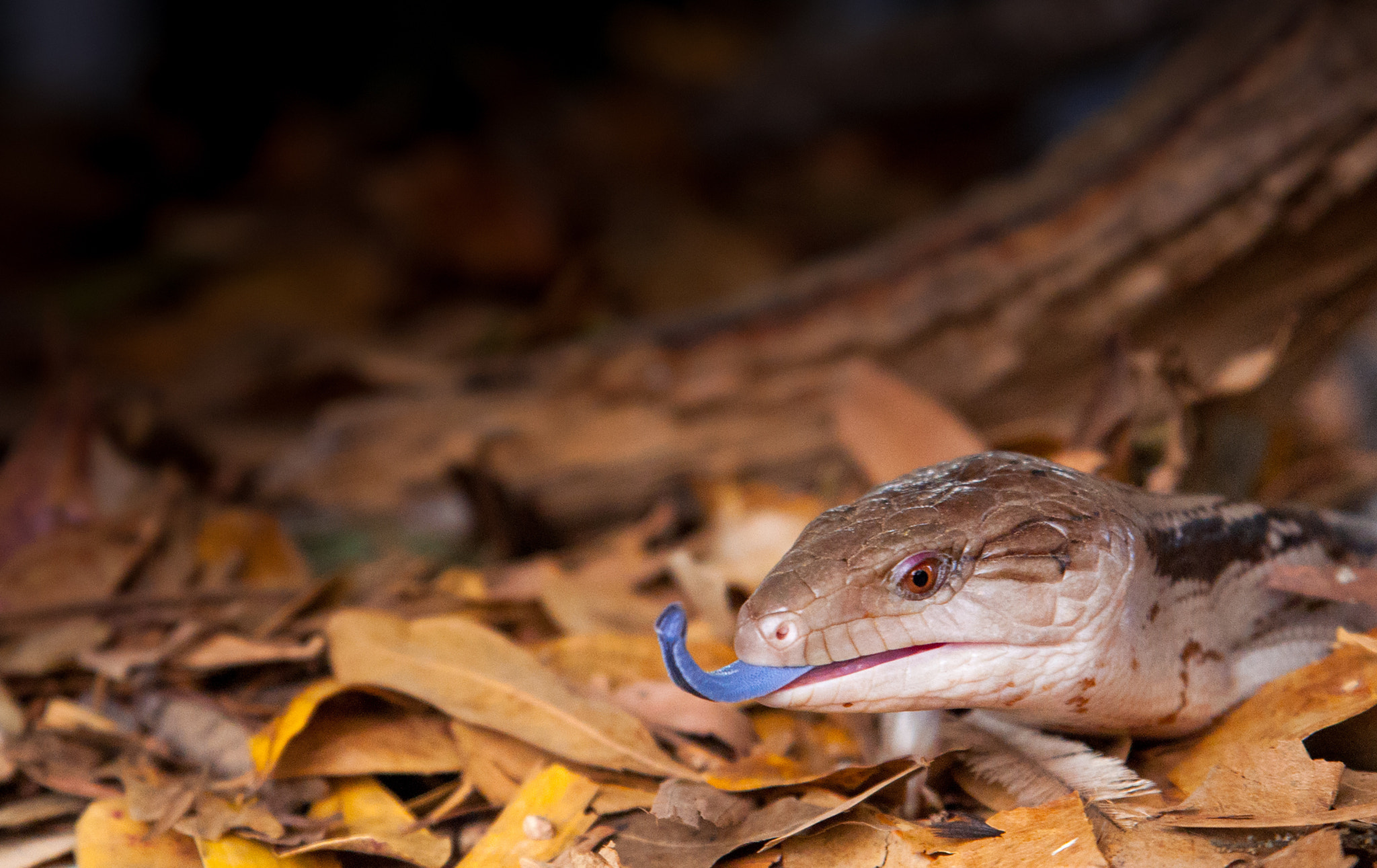 Tamron SP 24-70mm F2.8 Di VC USD sample photo. Blue tongue lizard photography