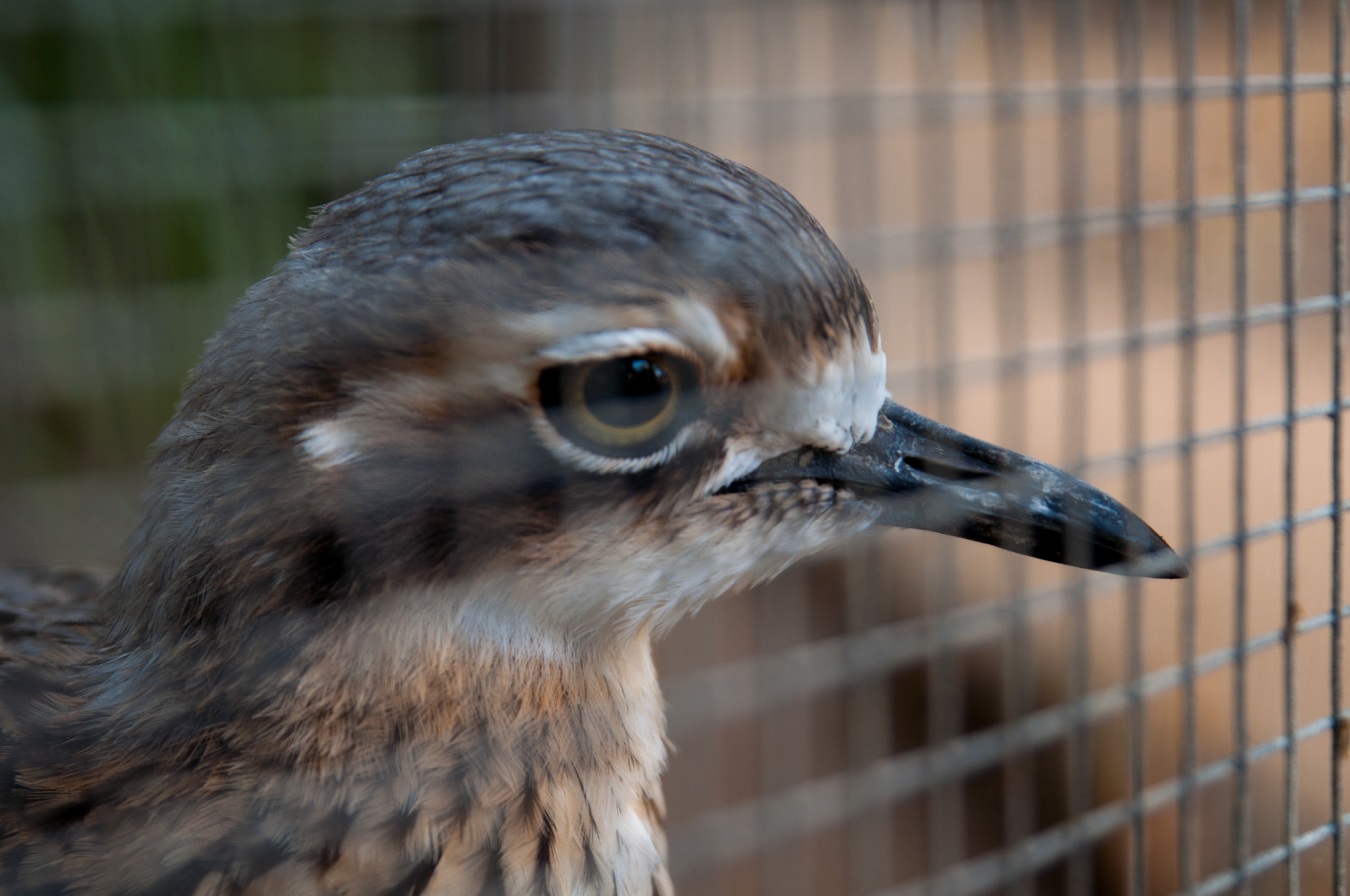 Tamron SP 24-70mm F2.8 Di VC USD sample photo. Bush stone-curlew photography
