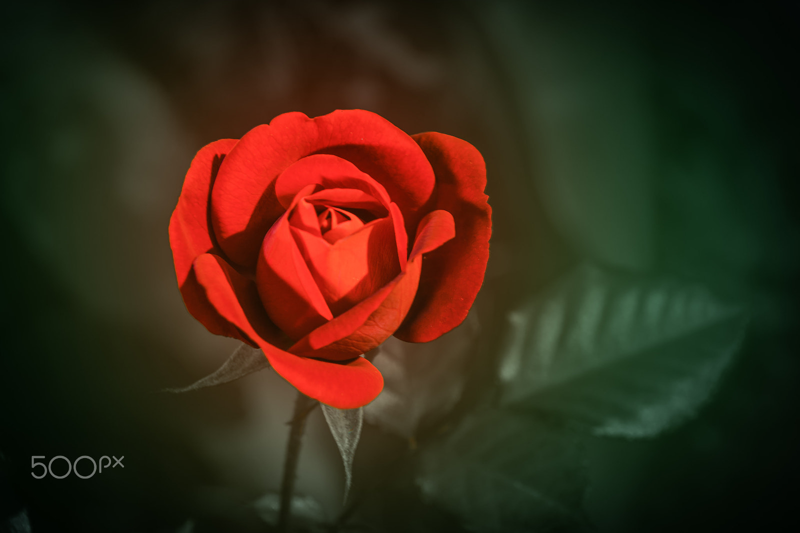 Tamron 18-270mm F3.5-6.3 Di II PZD sample photo. Rote rose photography
