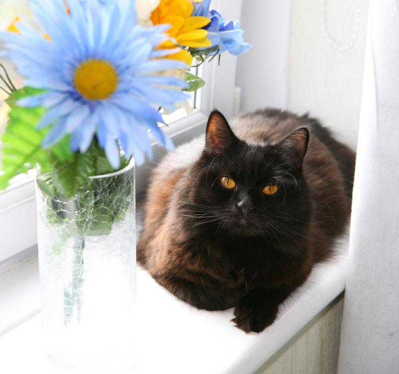 Canon EF 24-70mm F2.8L USM sample photo. Sam with flowers photography