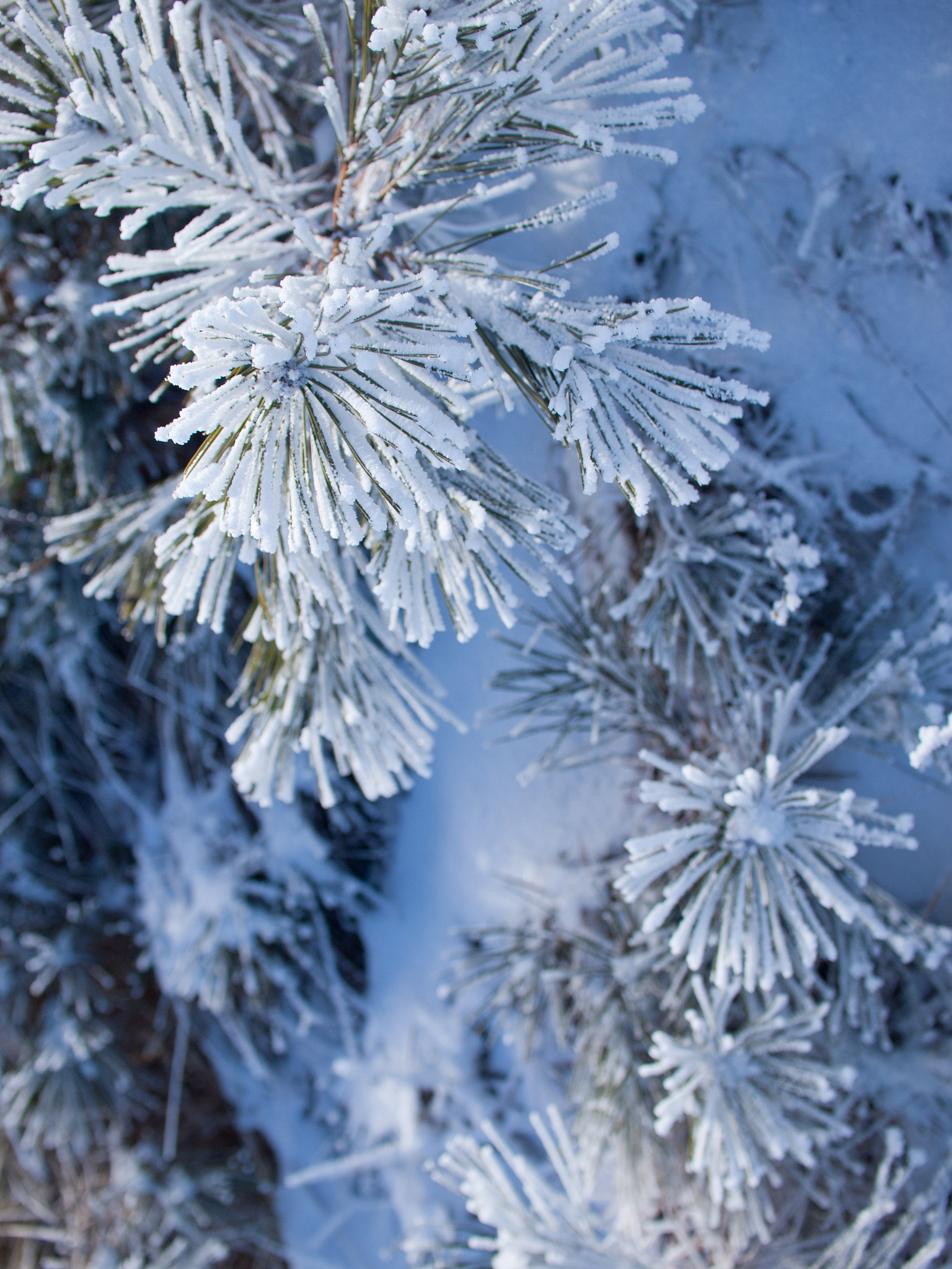 Olympus E-520 (EVOLT E-520) sample photo. Ice flower photography