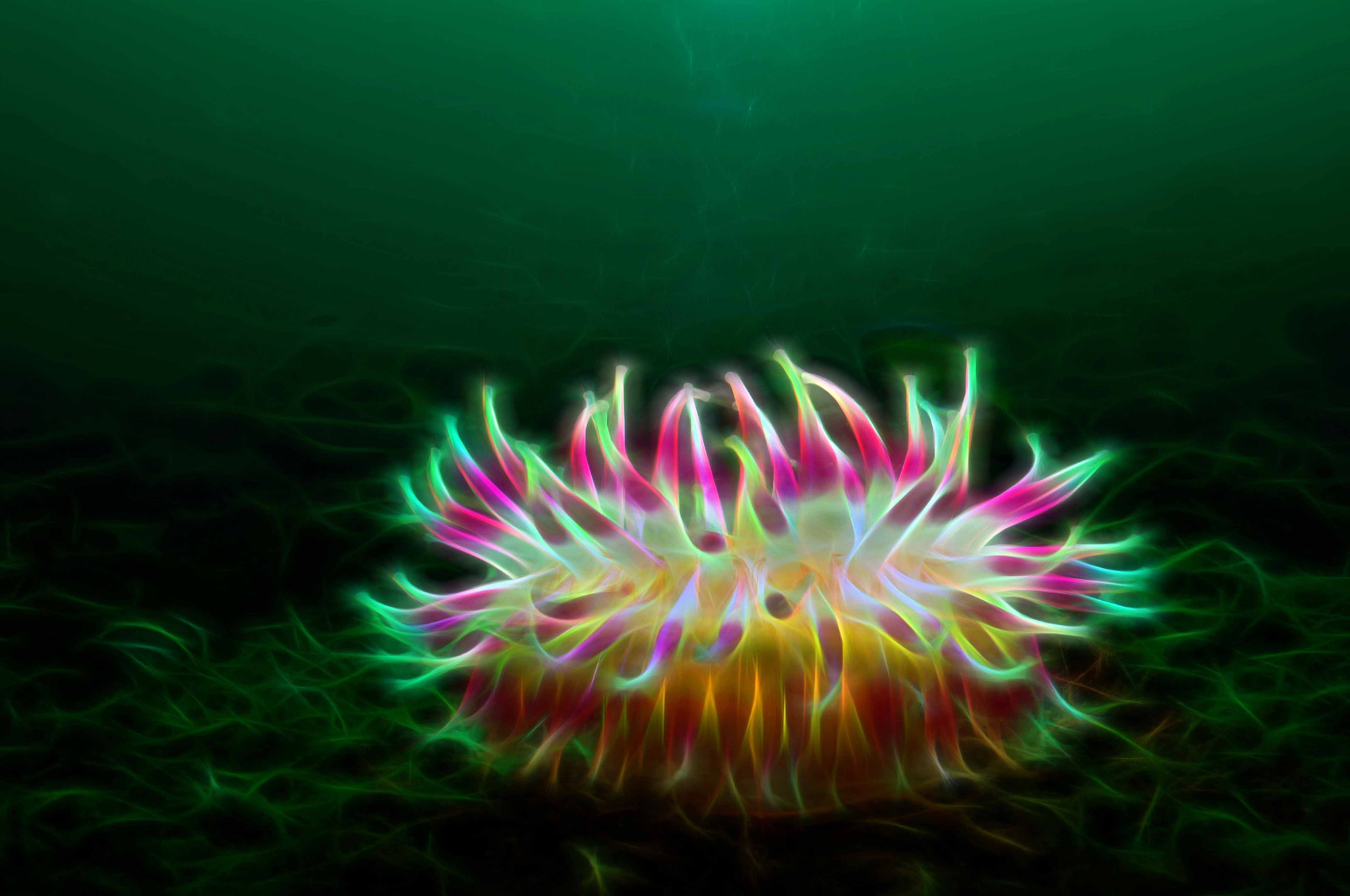 Nikon D300S + AF Nikkor 24mm f/2.8 sample photo. Anemone engøy a photography