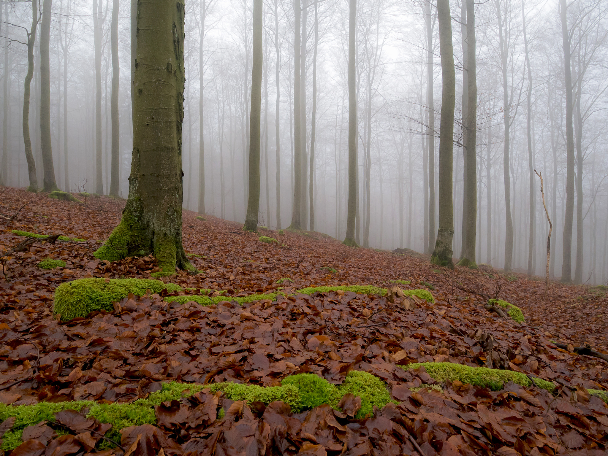 Panasonic DMC-G70 + OLYMPUS M.9-18mm F4.0-5.6 sample photo. Im nebel photography