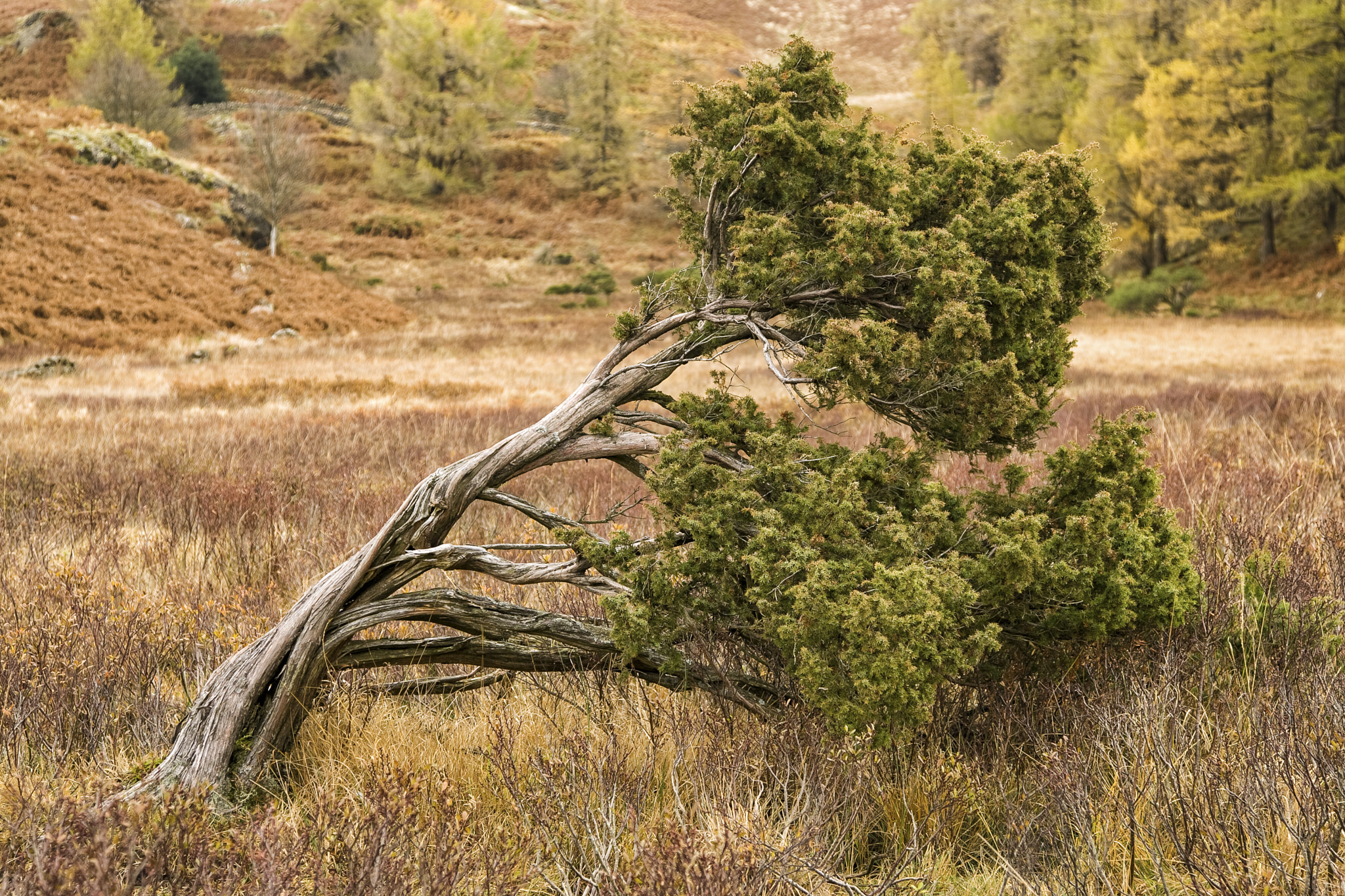 Canon EOS-1D Mark II + Canon 24.0-105.0 mm sample photo. Windswept juniper tree photography