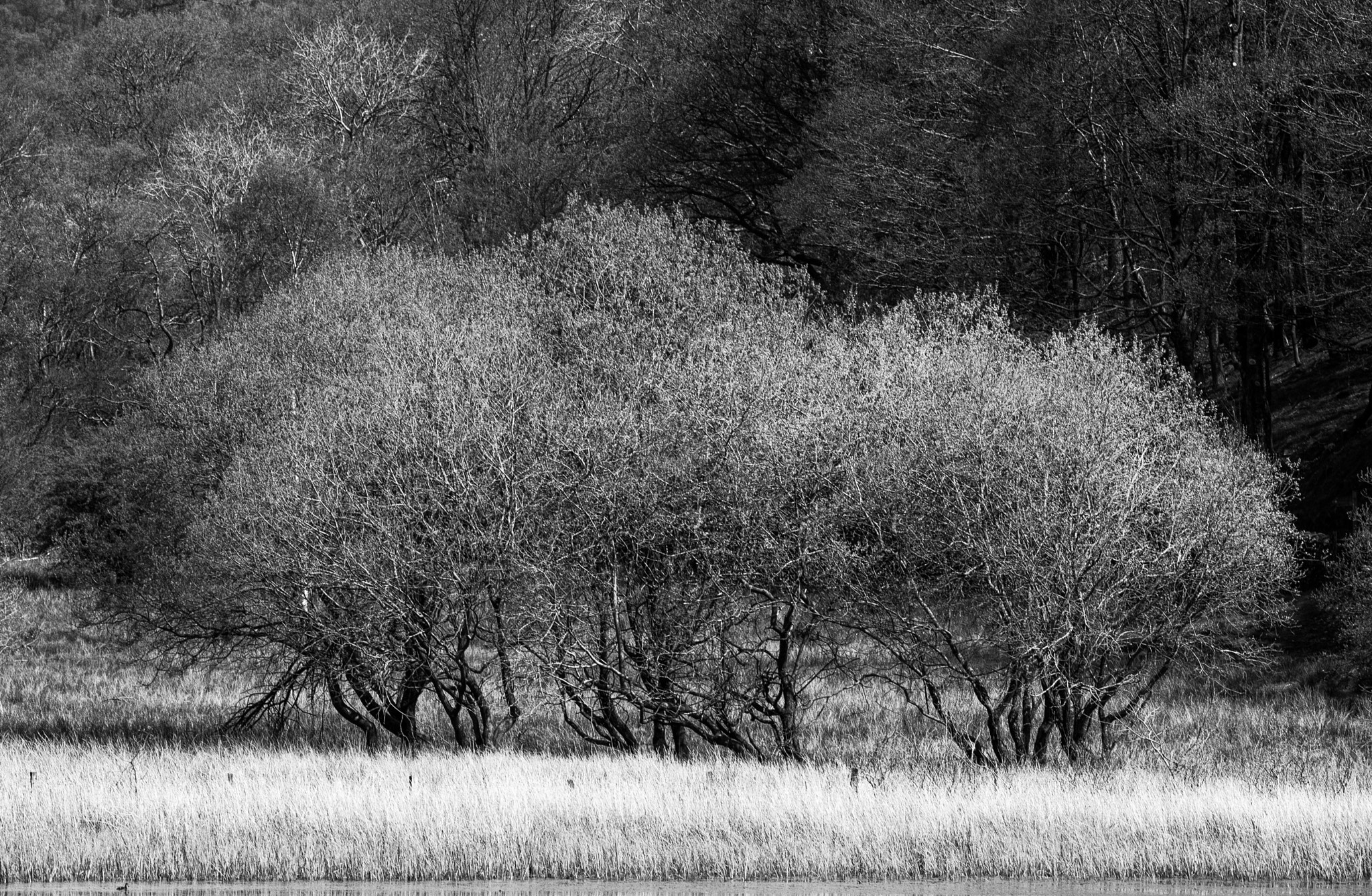 Canon EOS-1D Mark III sample photo. Copse of trees photography
