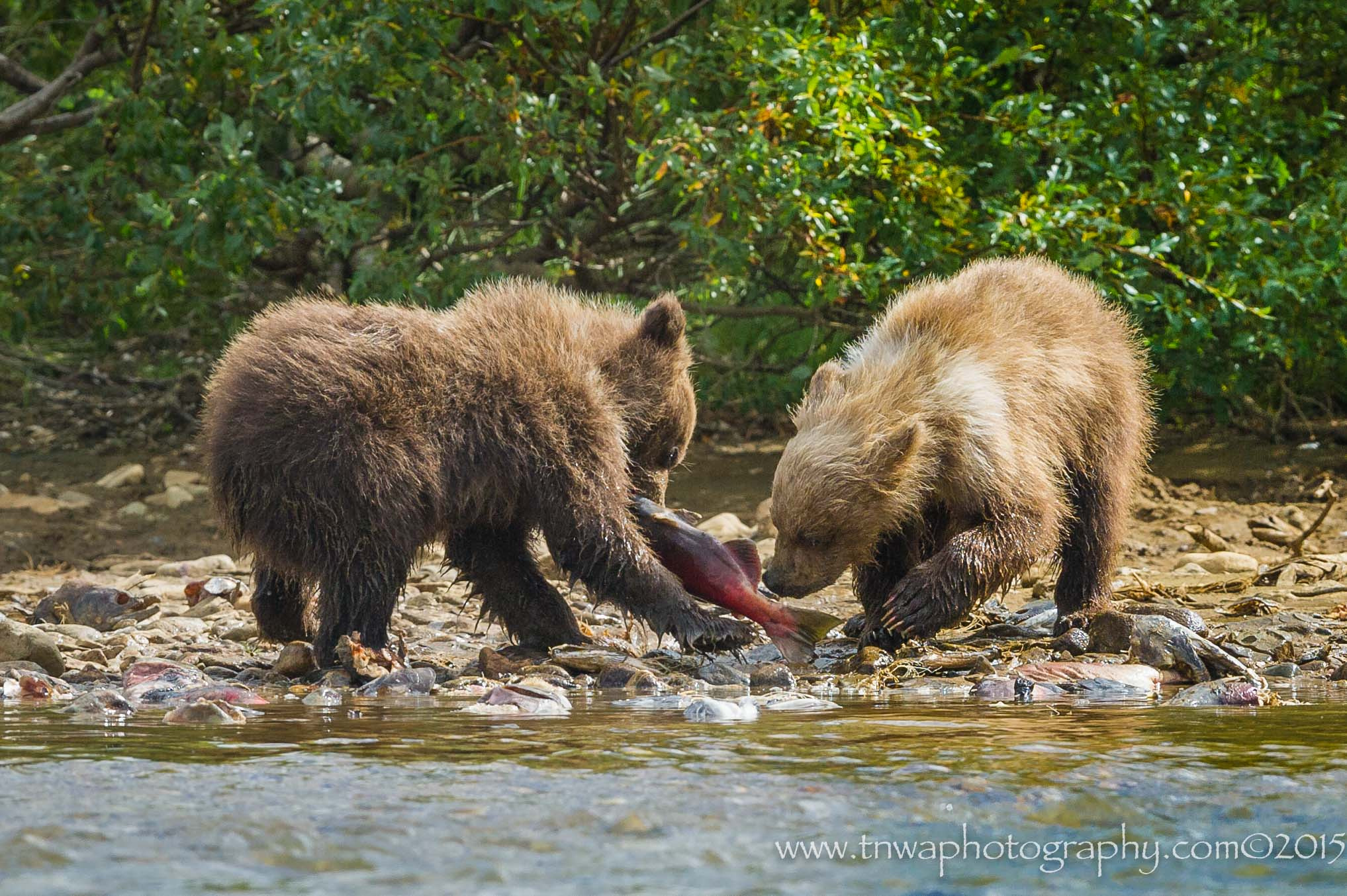 Nikon D3S + Nikon AF-S Nikkor 500mm F4G ED VR sample photo. Survival skills photography