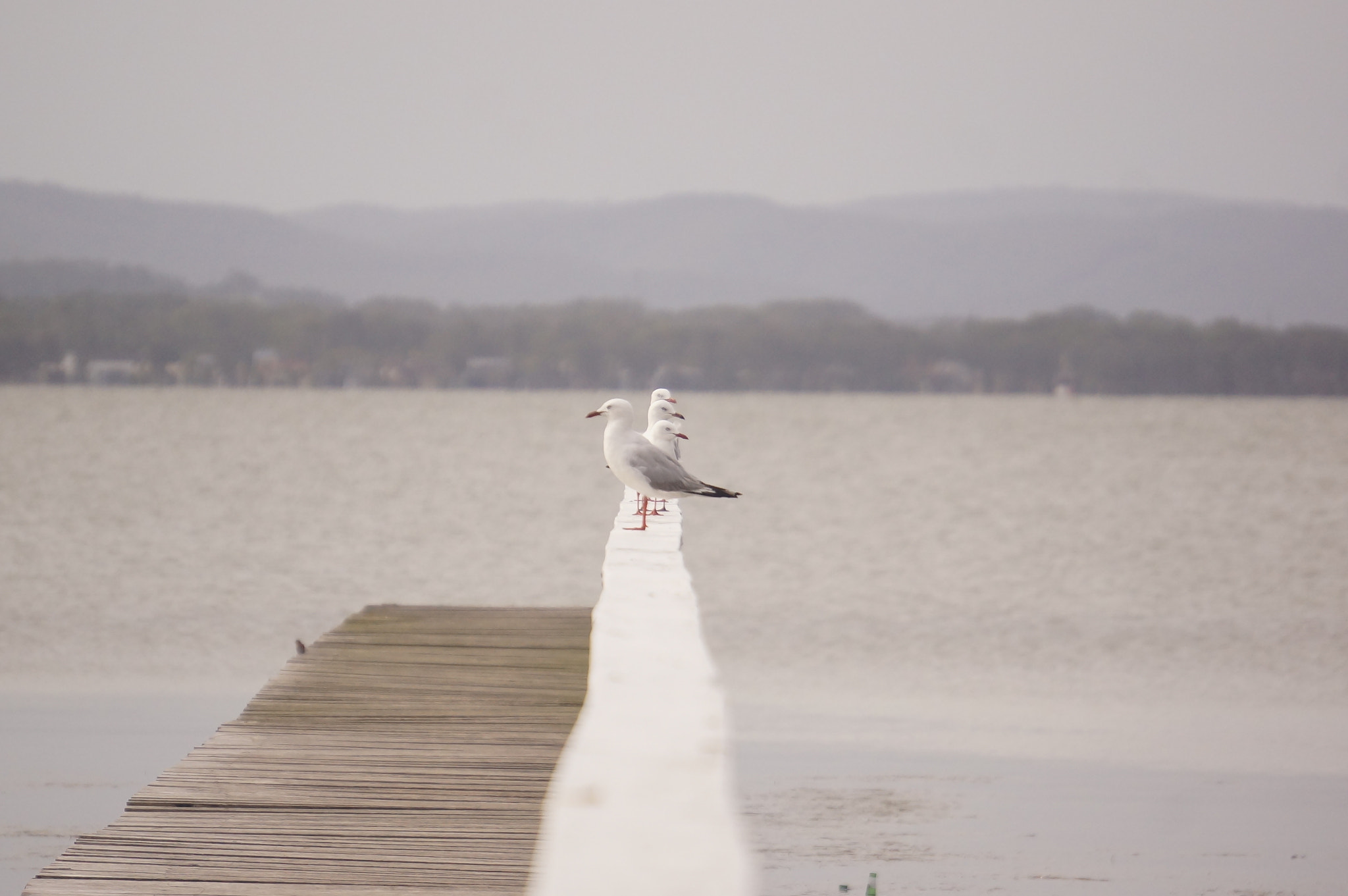 Sony E 55-210mm F4.5-6.3 OSS sample photo. The lineup photography