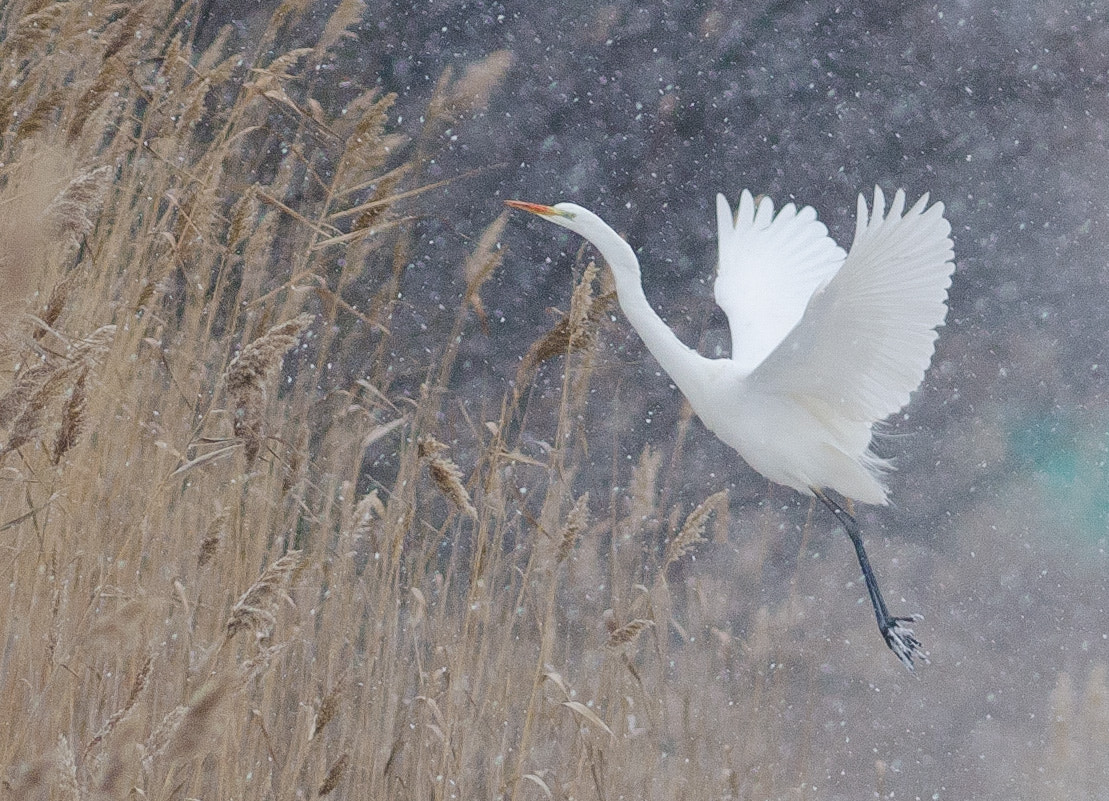 Nikon AF-S Nikkor 300mm F2.8G ED-IF VR sample photo. Let it snow... photography